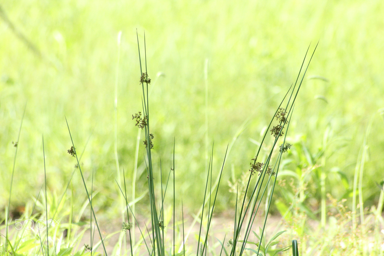 Sigma 70-300mm F4-5.6 APO DG Macro sample photo. High grass photography