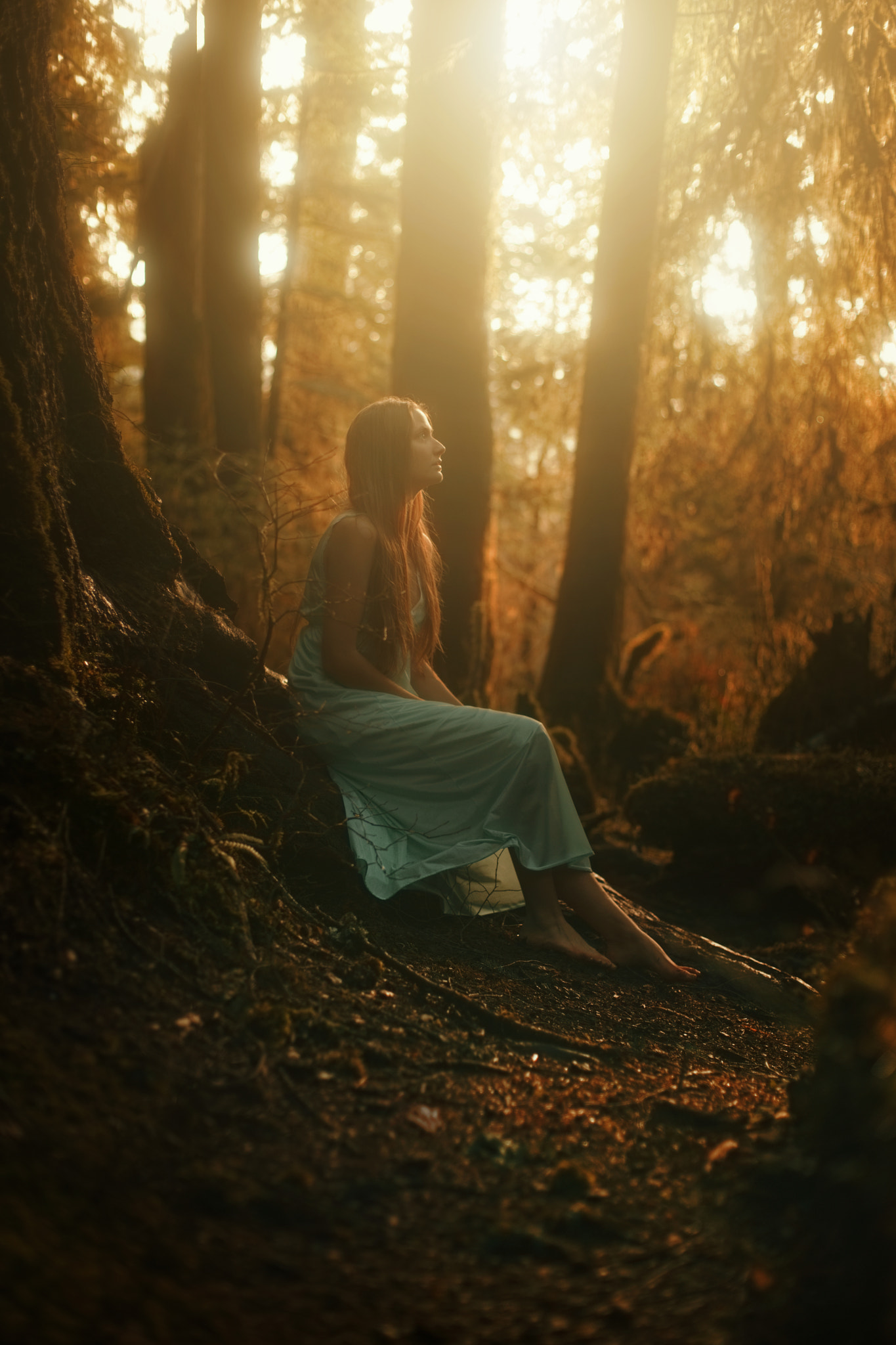 Sony a99 II + Minolta AF 50mm F1.4 [New] sample photo. Forest light photography