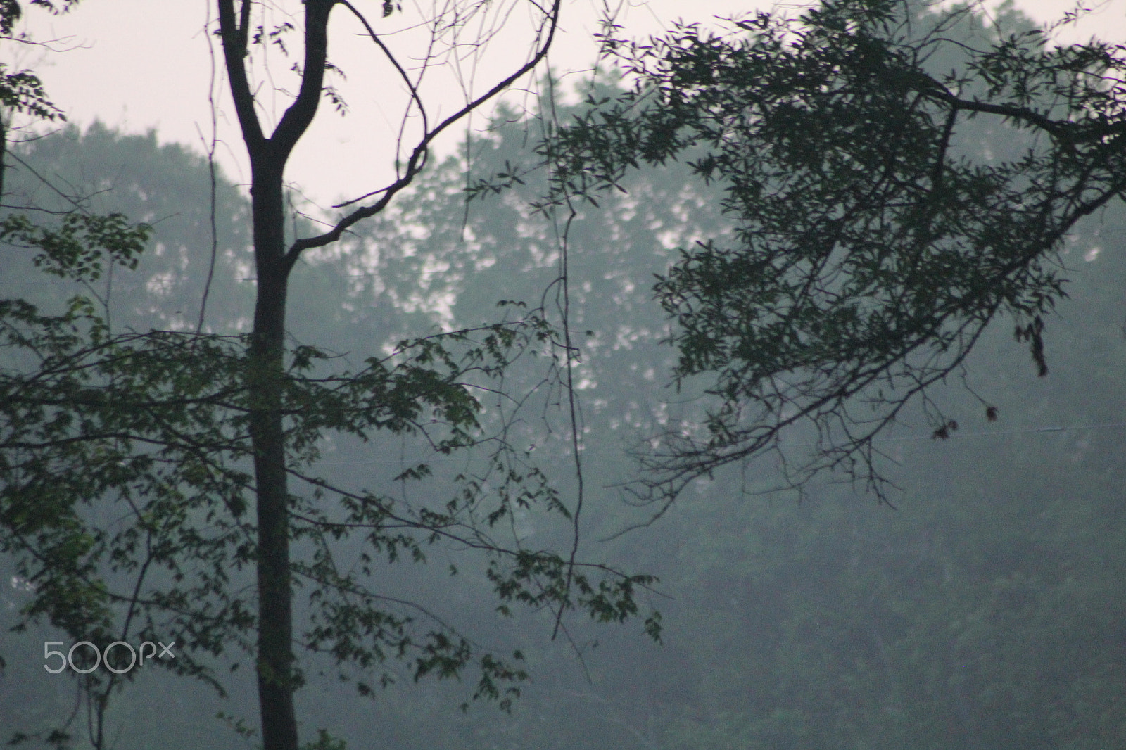 Sigma 70-300mm F4-5.6 APO DG Macro sample photo. A foggy morning photography