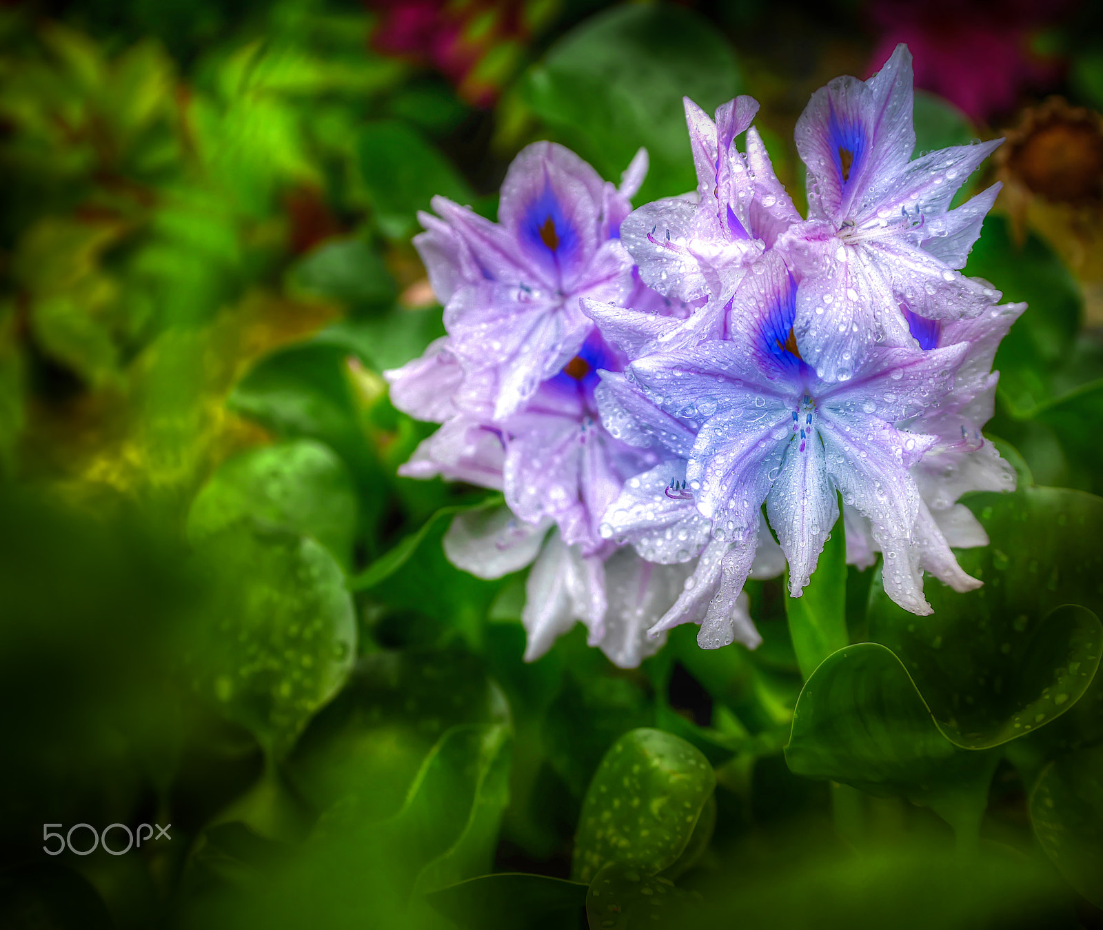 Panasonic Lumix G X Vario 35-100mm F2.8 OIS sample photo. Fresh smile photography