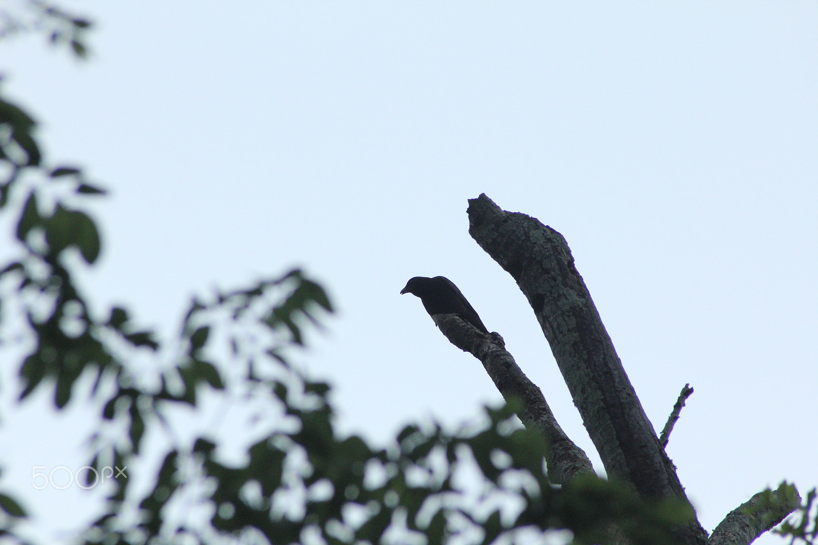 Sigma 70-300mm F4-5.6 APO DG Macro sample photo. An overlooking crow photography