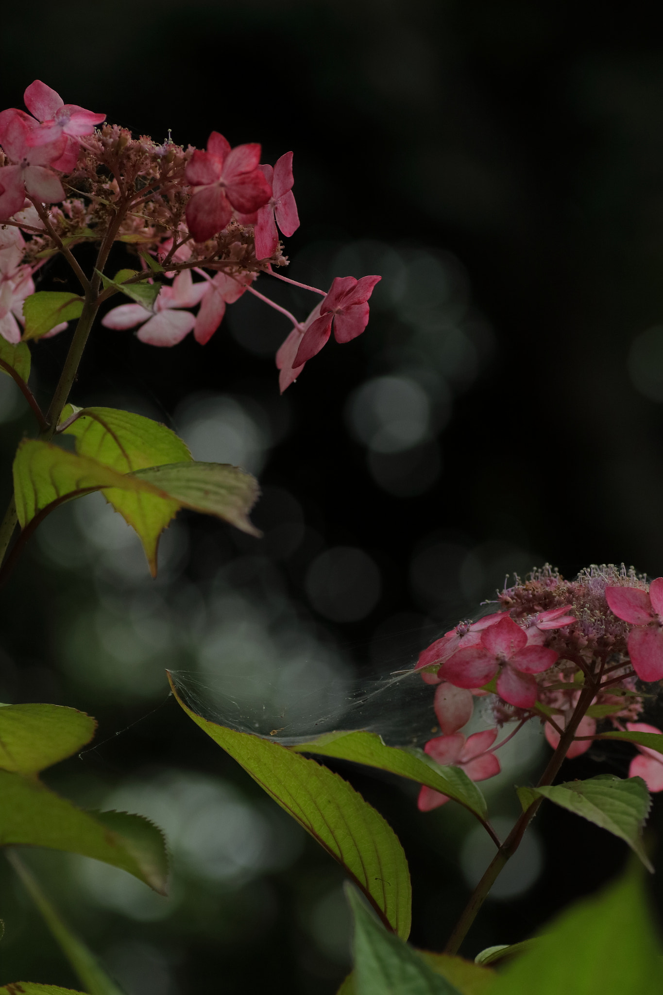 Canon EOS 7D Mark II + Tamron SP AF 90mm F2.8 Di Macro sample photo. ...語り合う二人。 photography