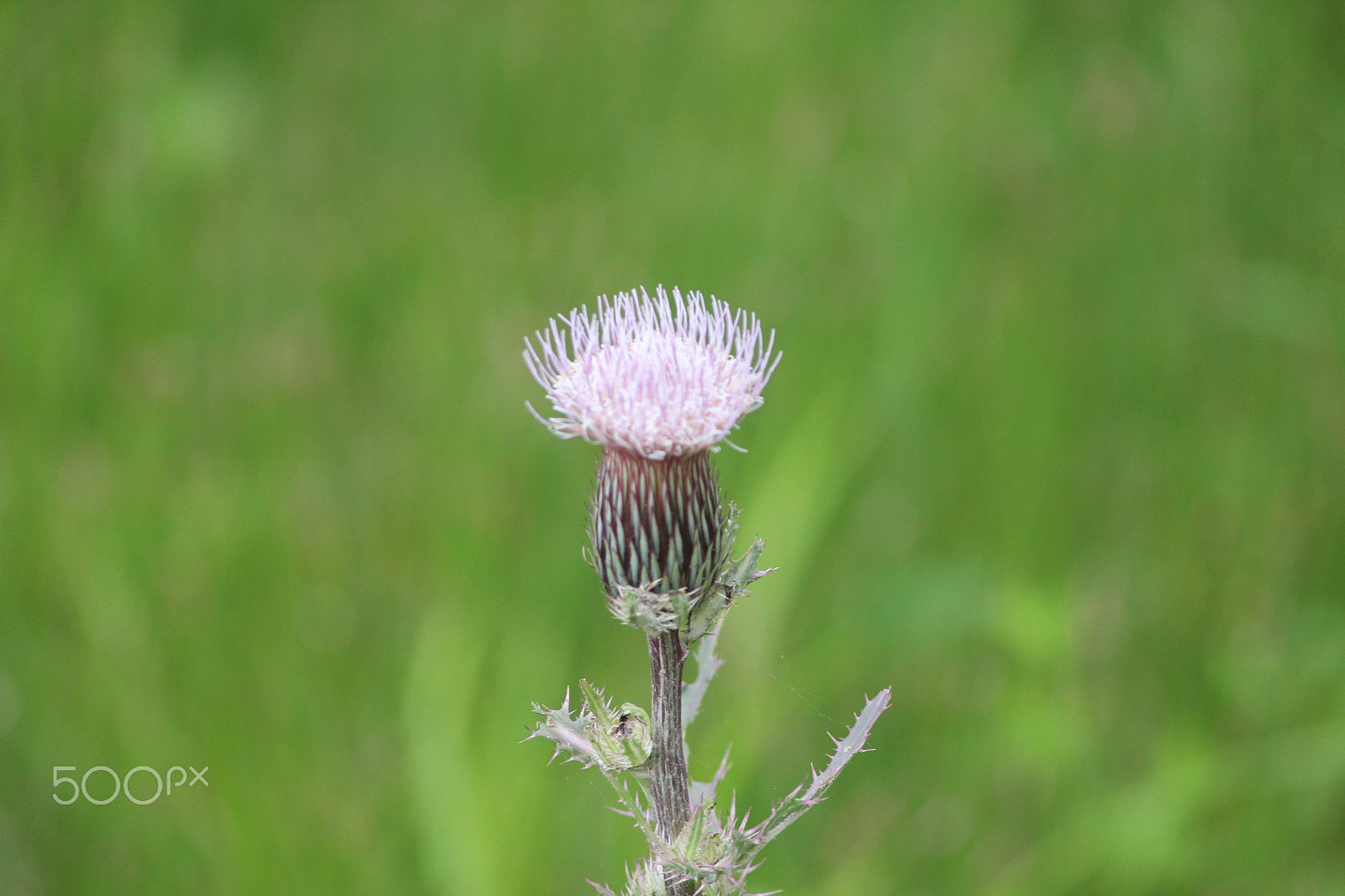 Sigma 70-300mm F4-5.6 APO DG Macro sample photo. A thistle photography