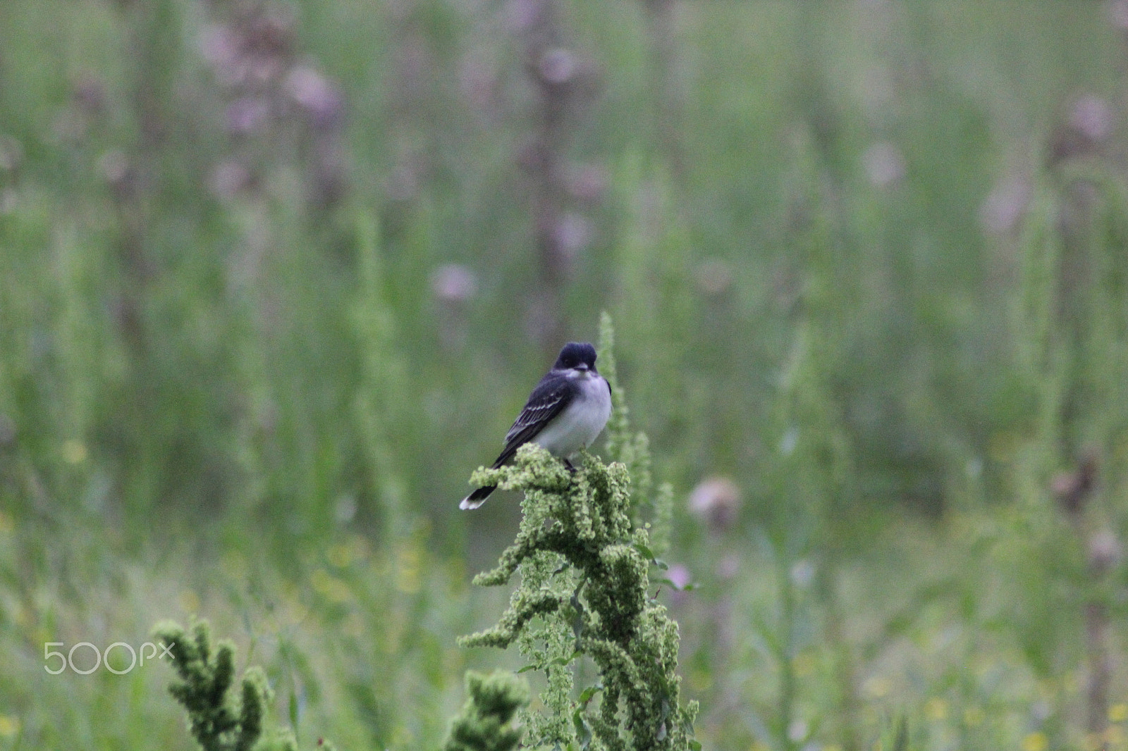 Sigma 70-300mm F4-5.6 APO DG Macro sample photo. A random bird. (i have no idea what it is) photography