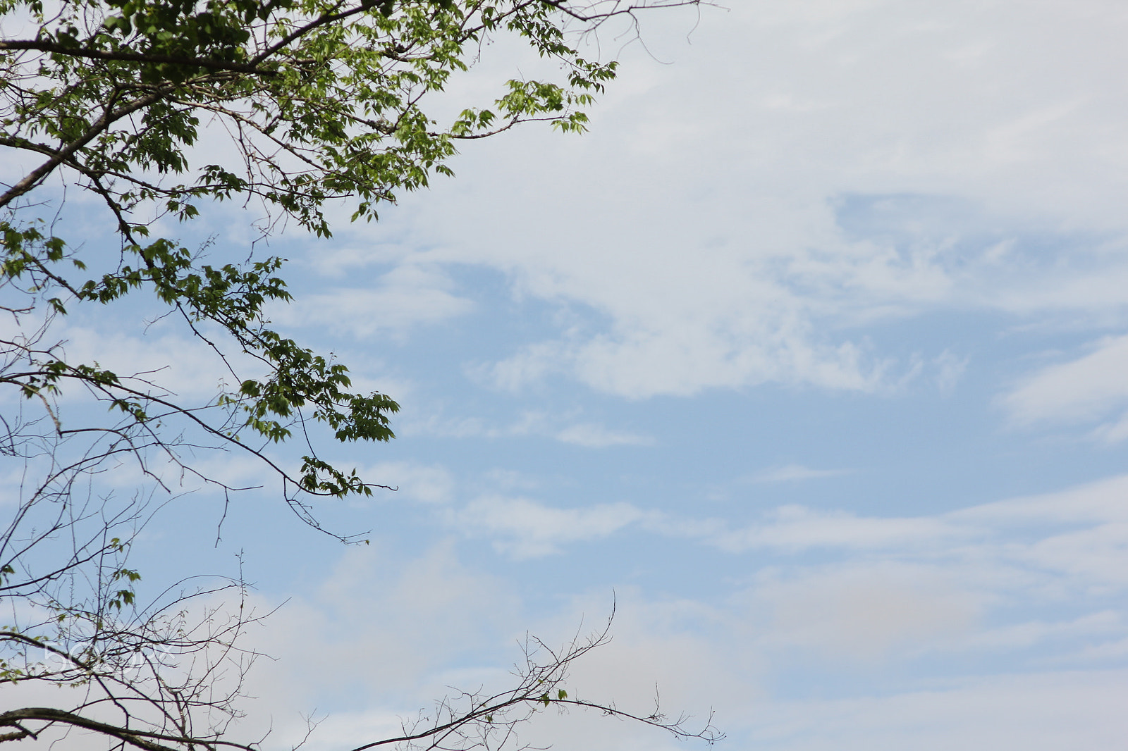 Sigma 70-300mm F4-5.6 APO DG Macro sample photo. A blue sky photography
