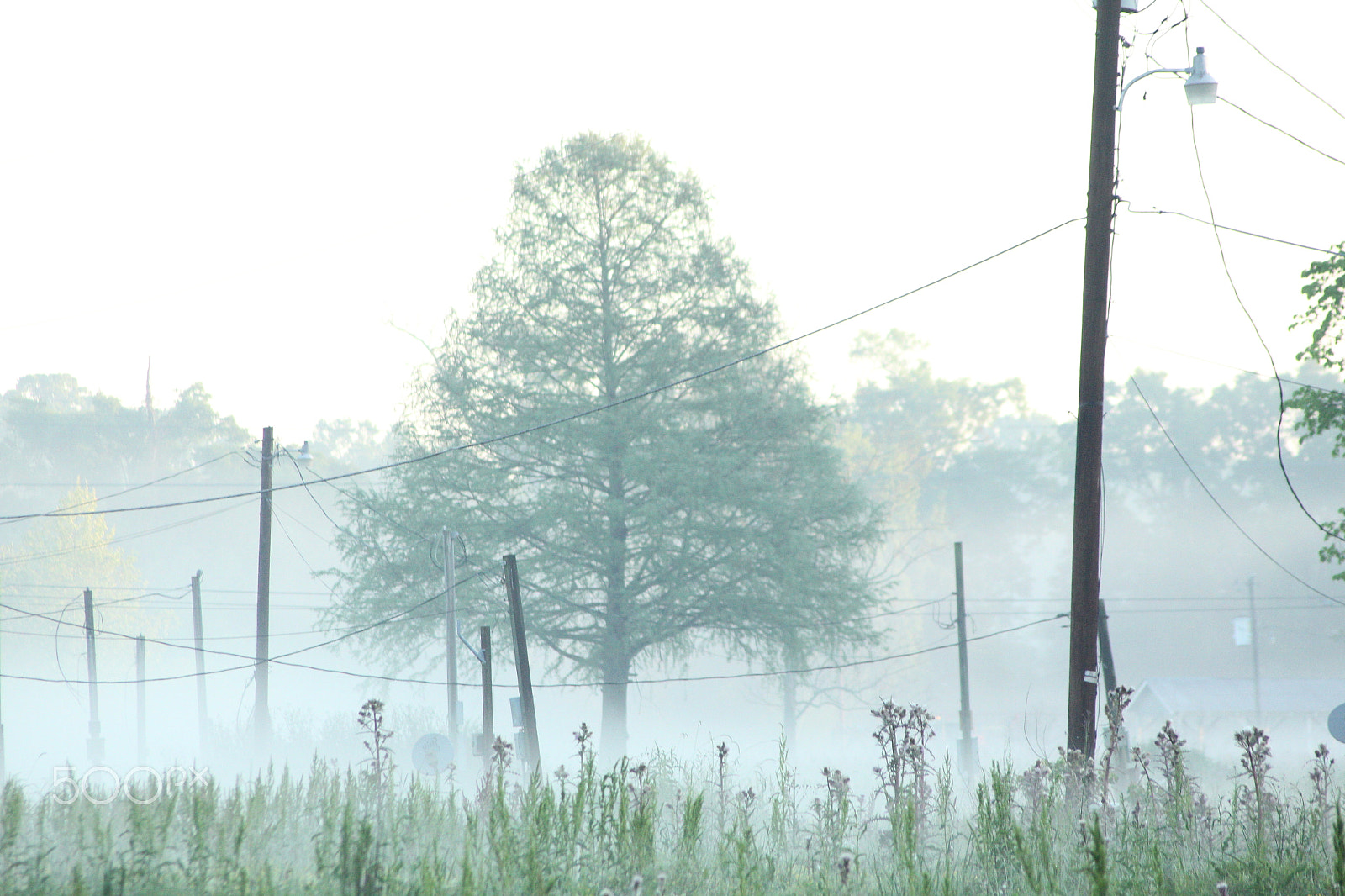 Sigma 70-300mm F4-5.6 APO DG Macro sample photo. Fog photography