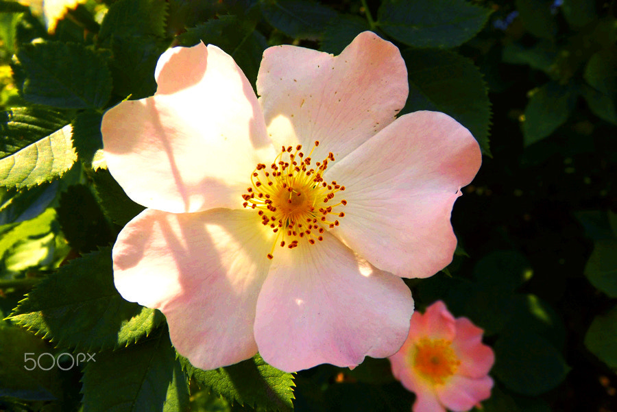 Fujifilm FinePix SL240 sample photo. Wild rose flower photography