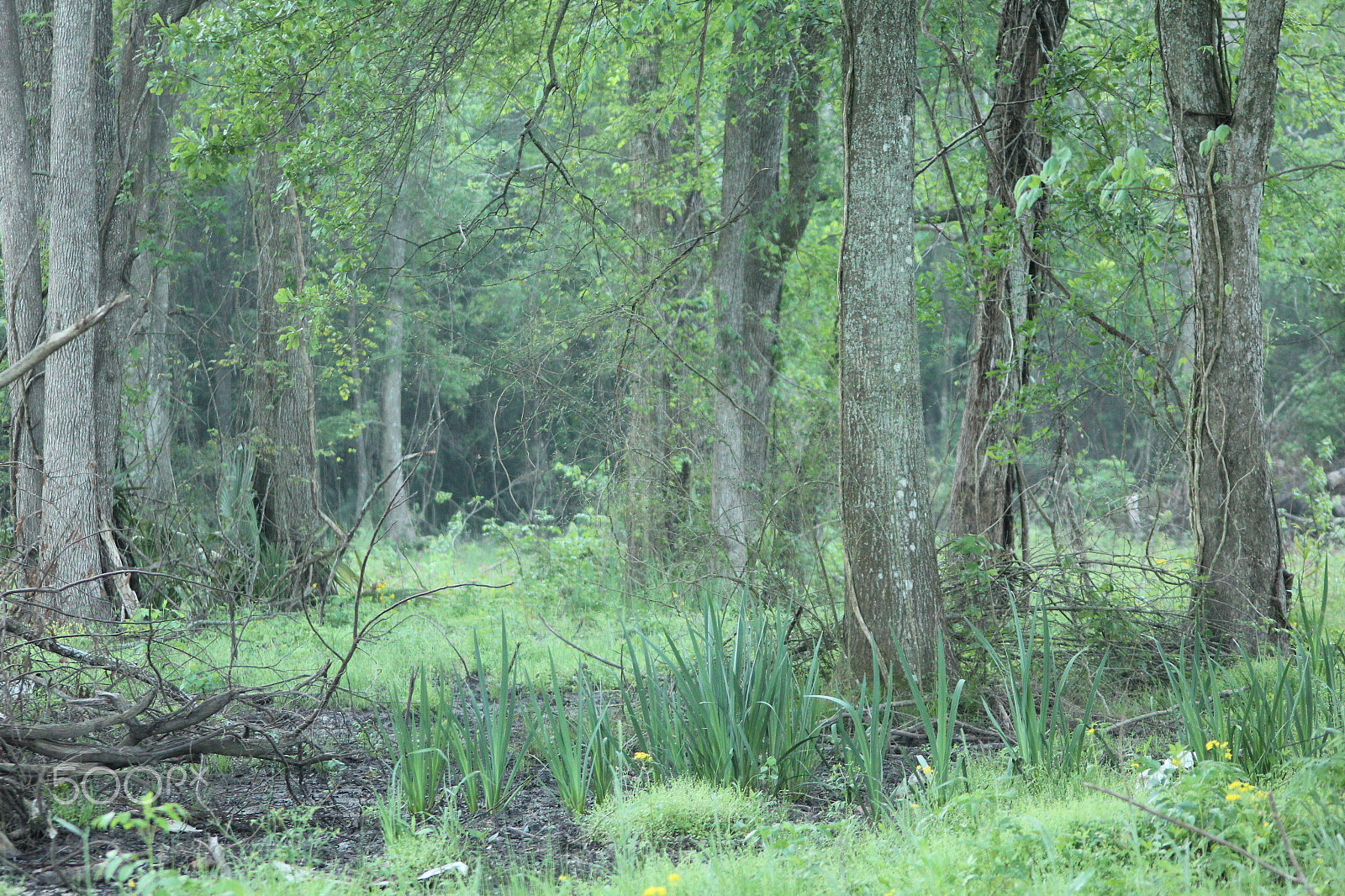 Sigma 70-300mm F4-5.6 APO DG Macro sample photo. A forest photography