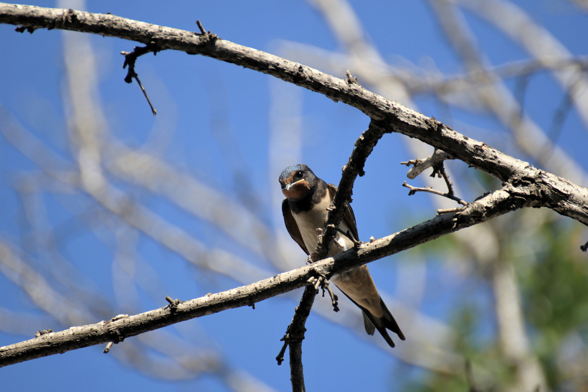 Tamron SP 35mm F1.8 Di VC USD sample photo. Golondrina photography