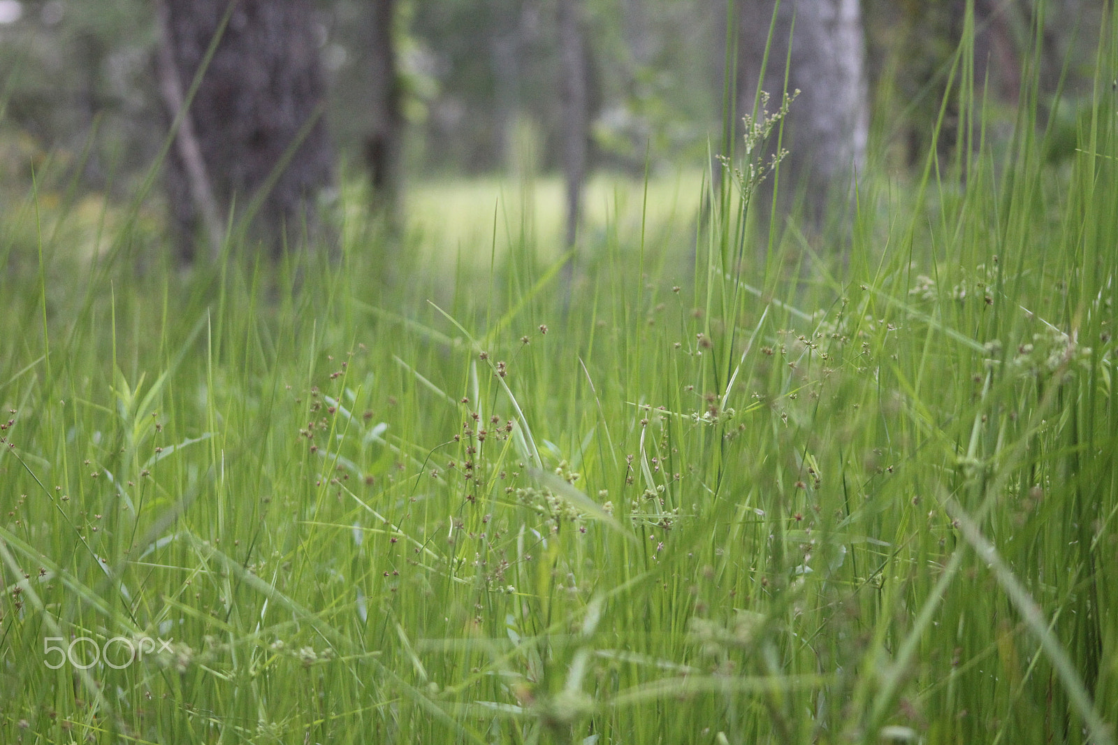 Sigma 70-300mm F4-5.6 APO DG Macro sample photo. A grassy field photography