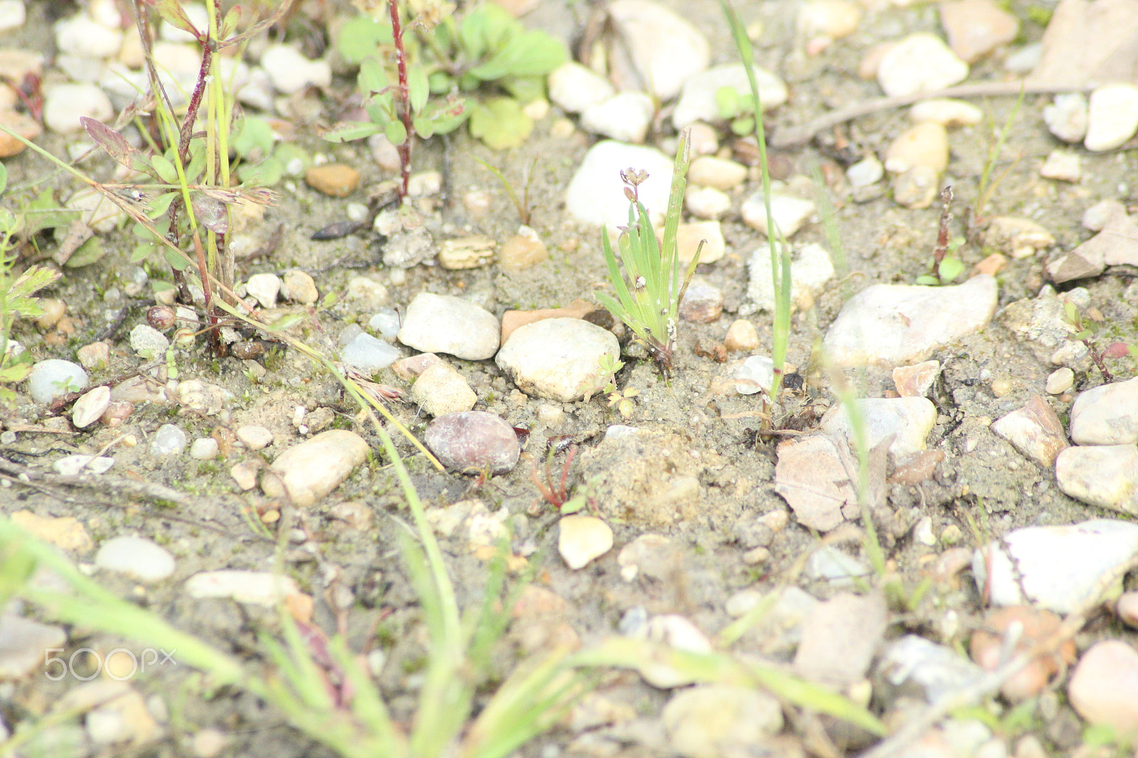 Sigma 70-300mm F4-5.6 APO DG Macro sample photo. A rocky path photography