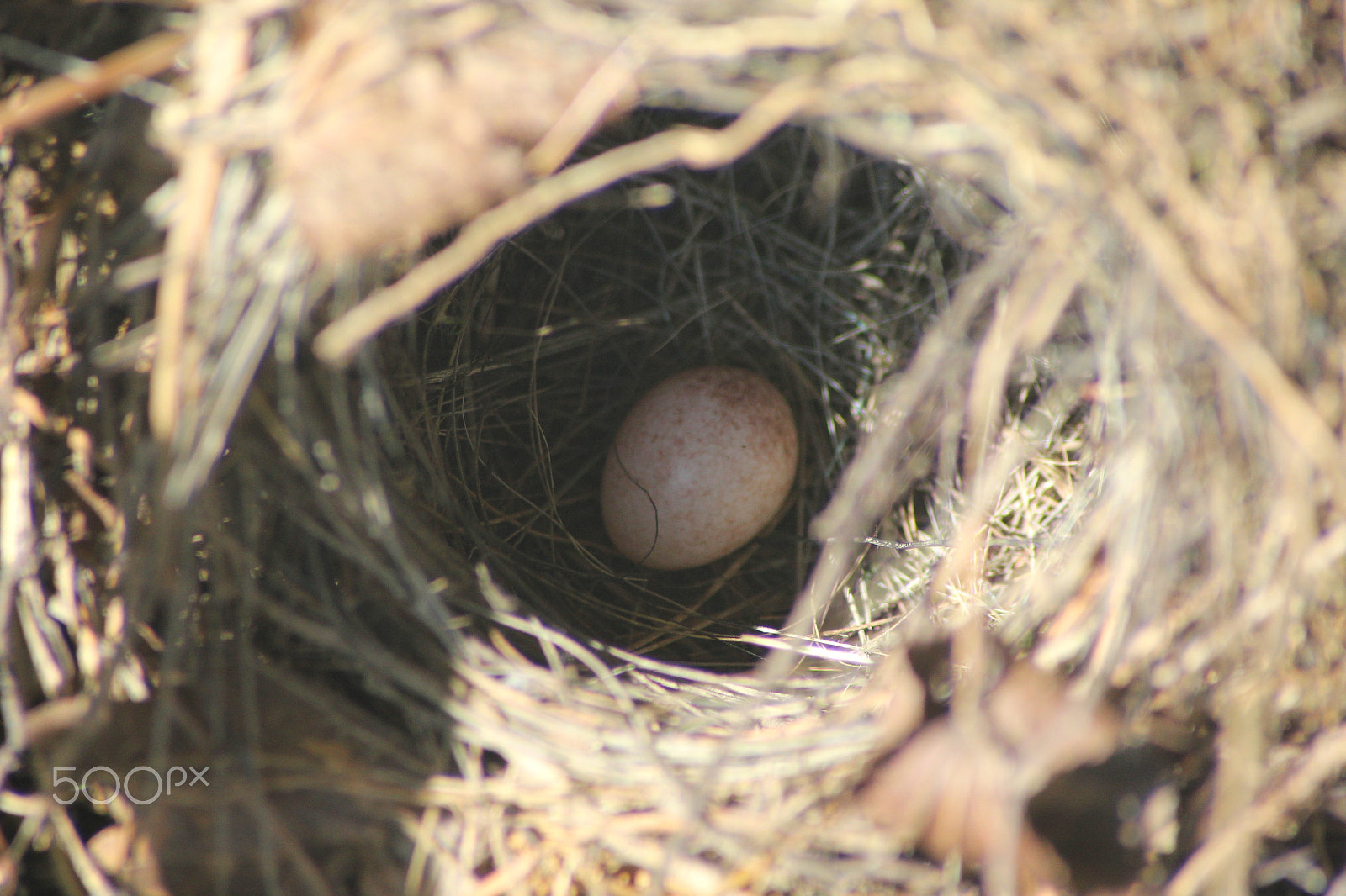 Sigma 70-300mm F4-5.6 APO DG Macro sample photo. An egg photography