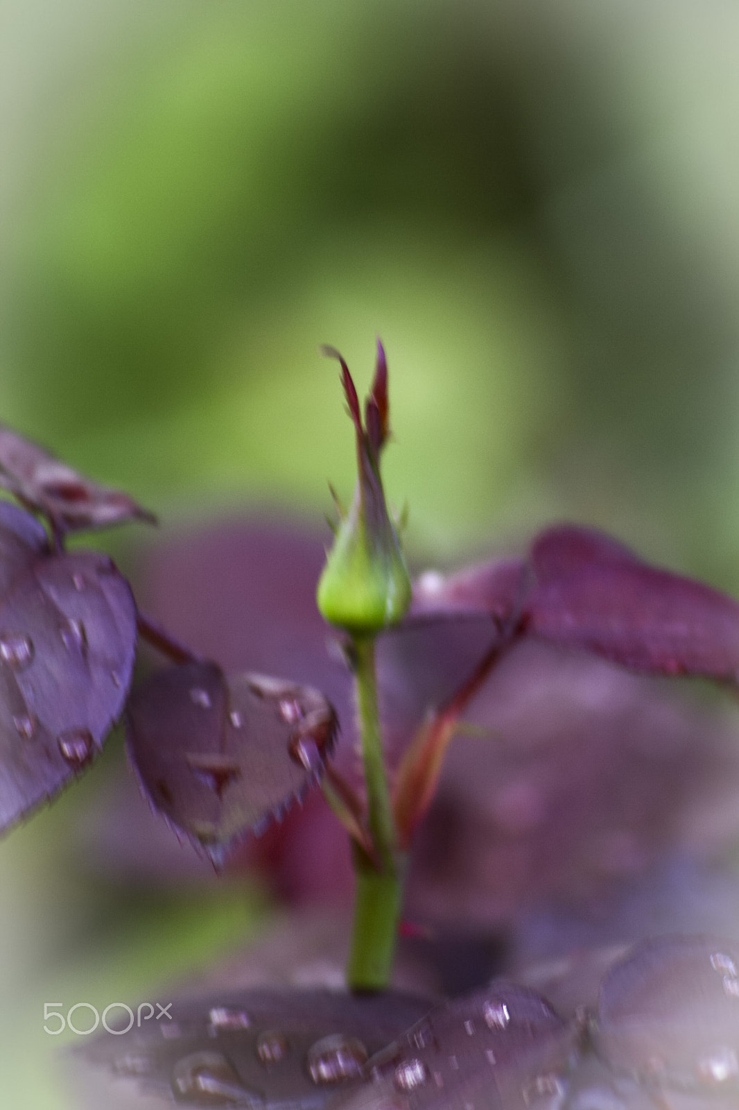 Canon EOS 1000D (EOS Digital Rebel XS / EOS Kiss F) sample photo. Rose bud photography