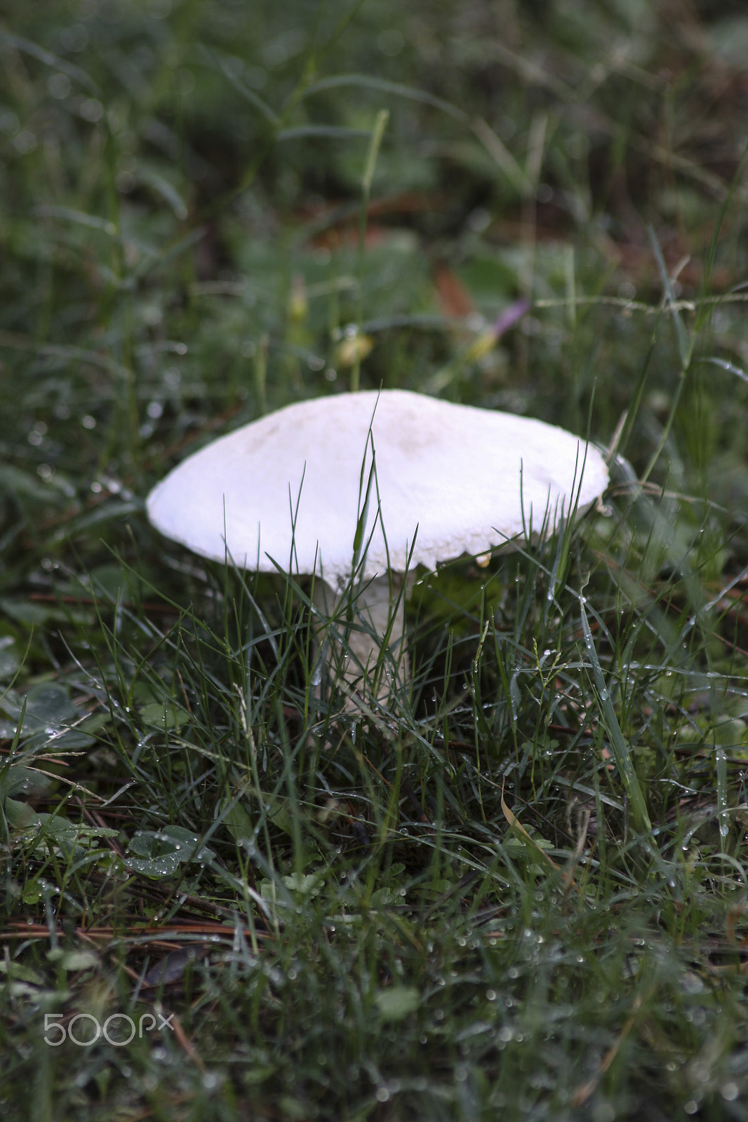 Canon EOS 1000D (EOS Digital Rebel XS / EOS Kiss F) sample photo. White garden mushroom photography