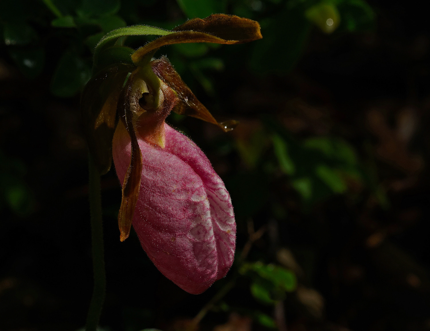 100mm F2.8 SSM sample photo. Lady slipper 1 photography