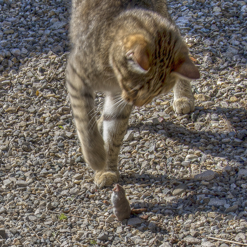Sigma 18-250mm F3.5-6.3 DC OS HSM sample photo. Mouse and cat photography