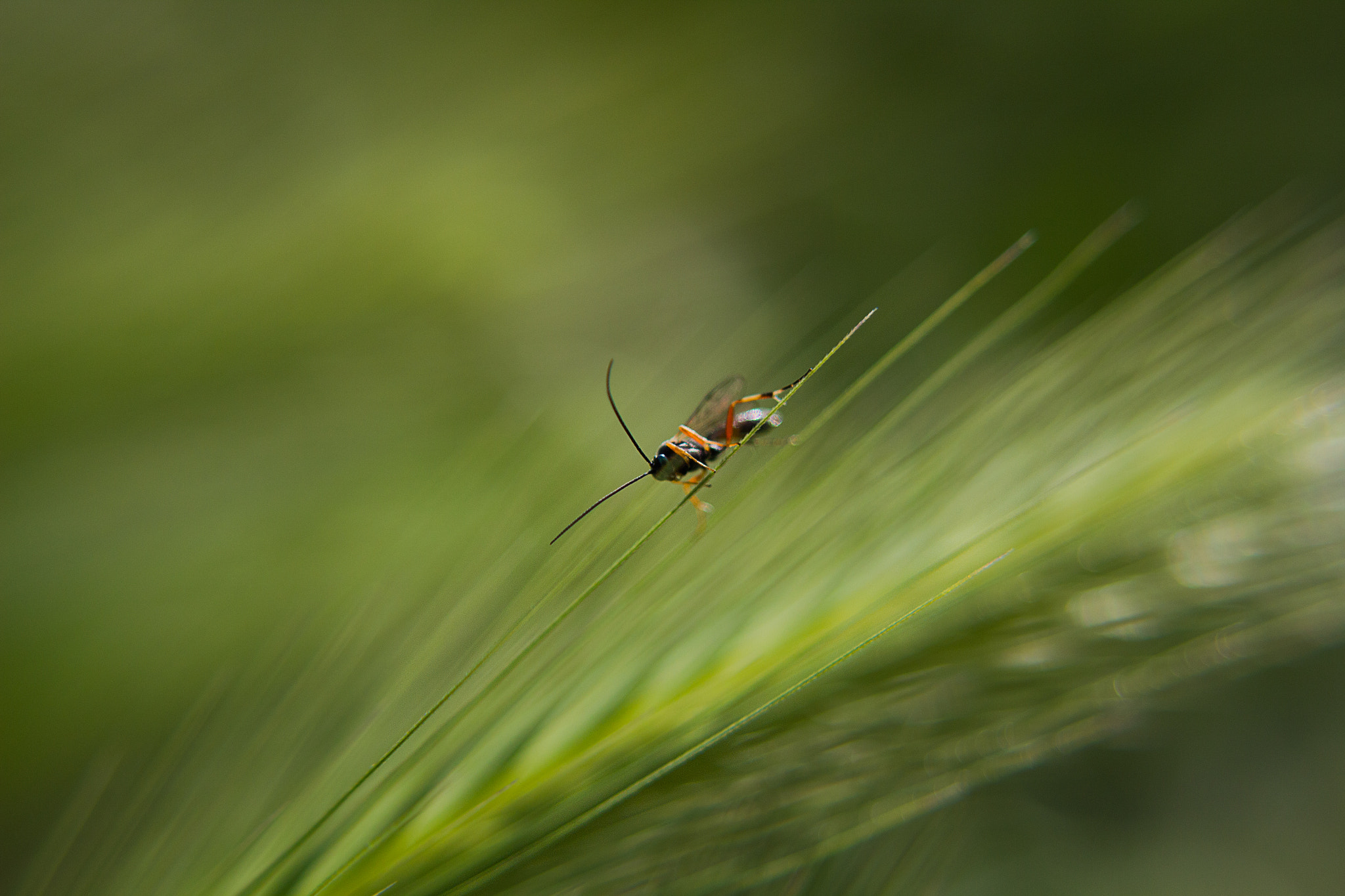 Canon EF 28-80mm f/3.5-5.6 sample photo