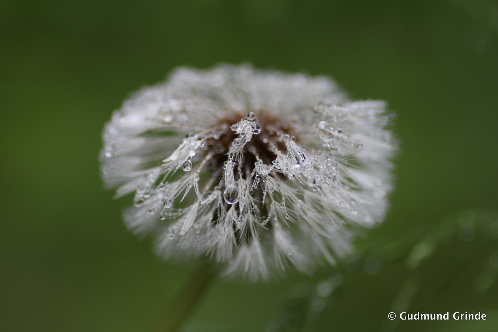 Canon EOS 550D (EOS Rebel T2i / EOS Kiss X4) + Tamron SP AF 90mm F2.8 Di Macro sample photo. The white droplet dandelion photography