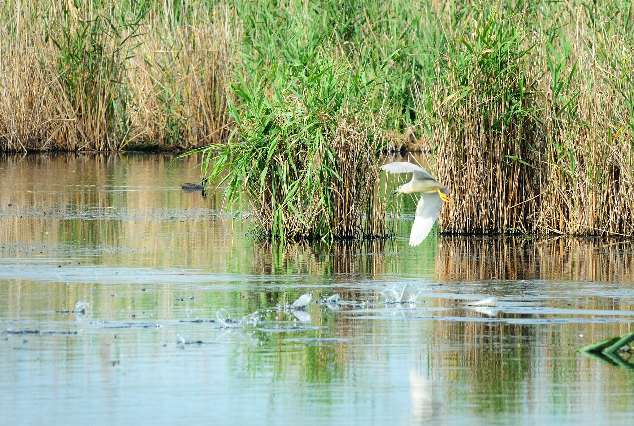 Sigma 50-500mm F4-6.3 EX APO RF HSM sample photo. Hant on the lake photography
