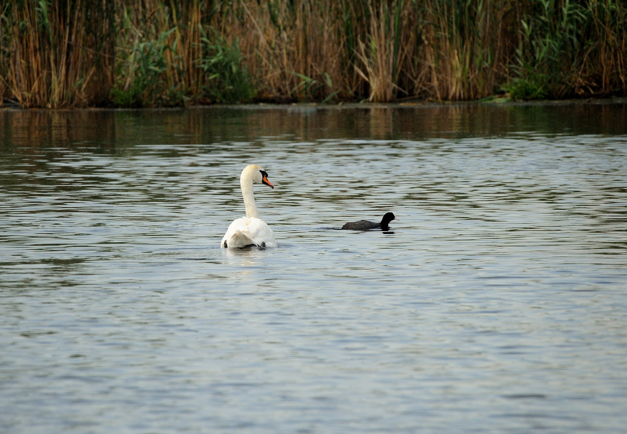 Sigma 50-500mm F4-6.3 EX APO RF HSM sample photo. Birds photography