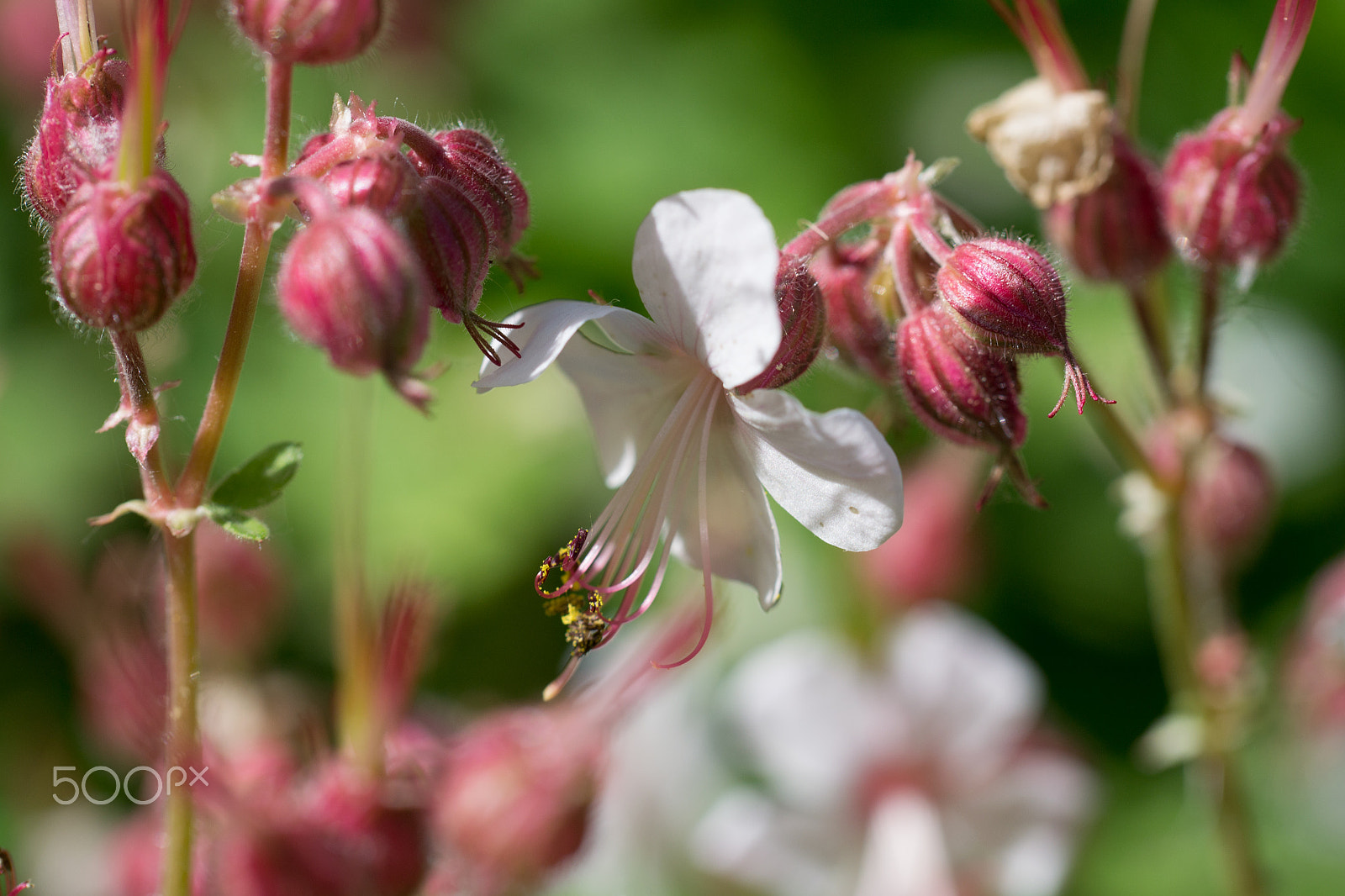Nikon D3100 sample photo. Where the wild flowers grown photography