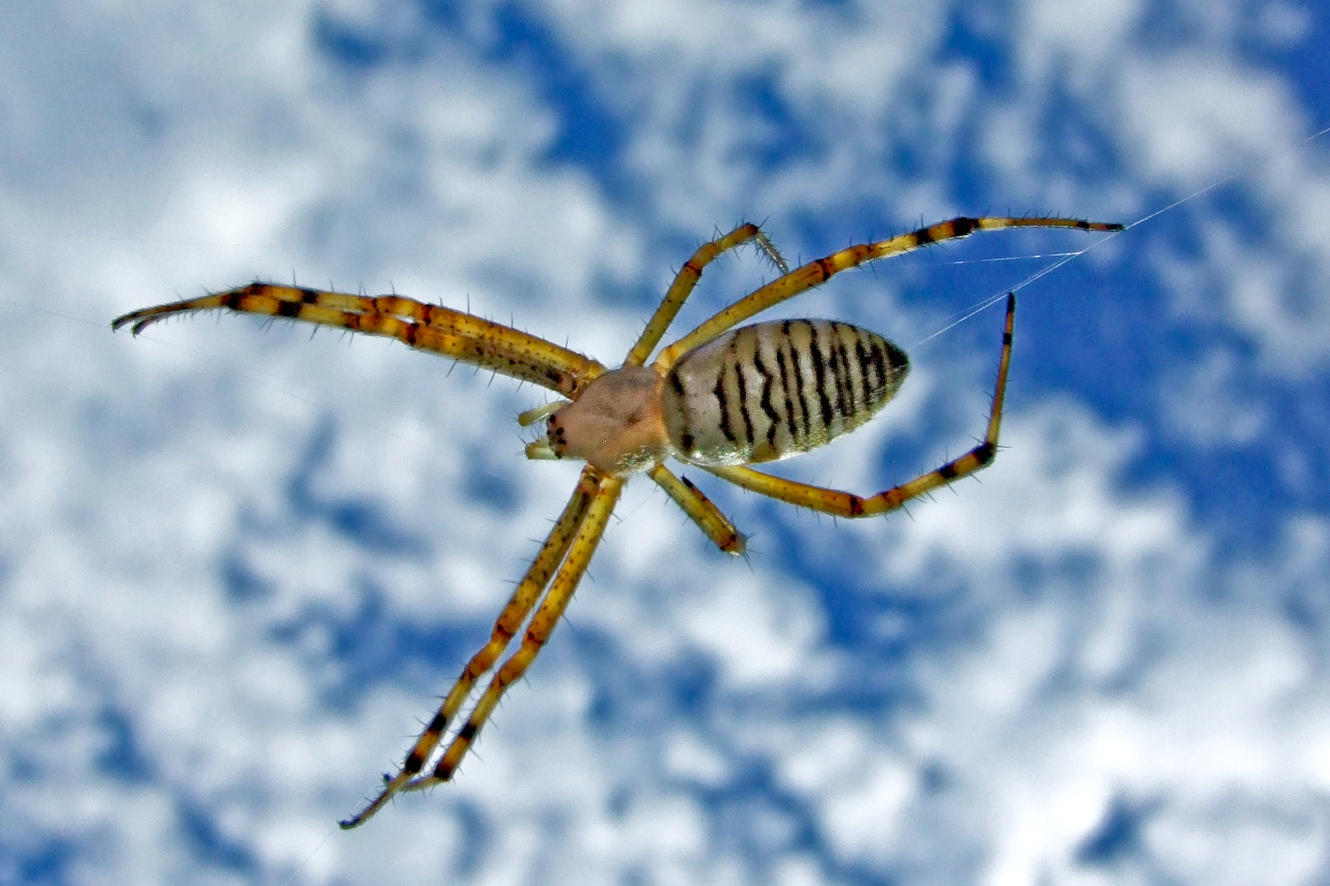 Fujifilm FinePix F40fd sample photo. Spider in the sky photography