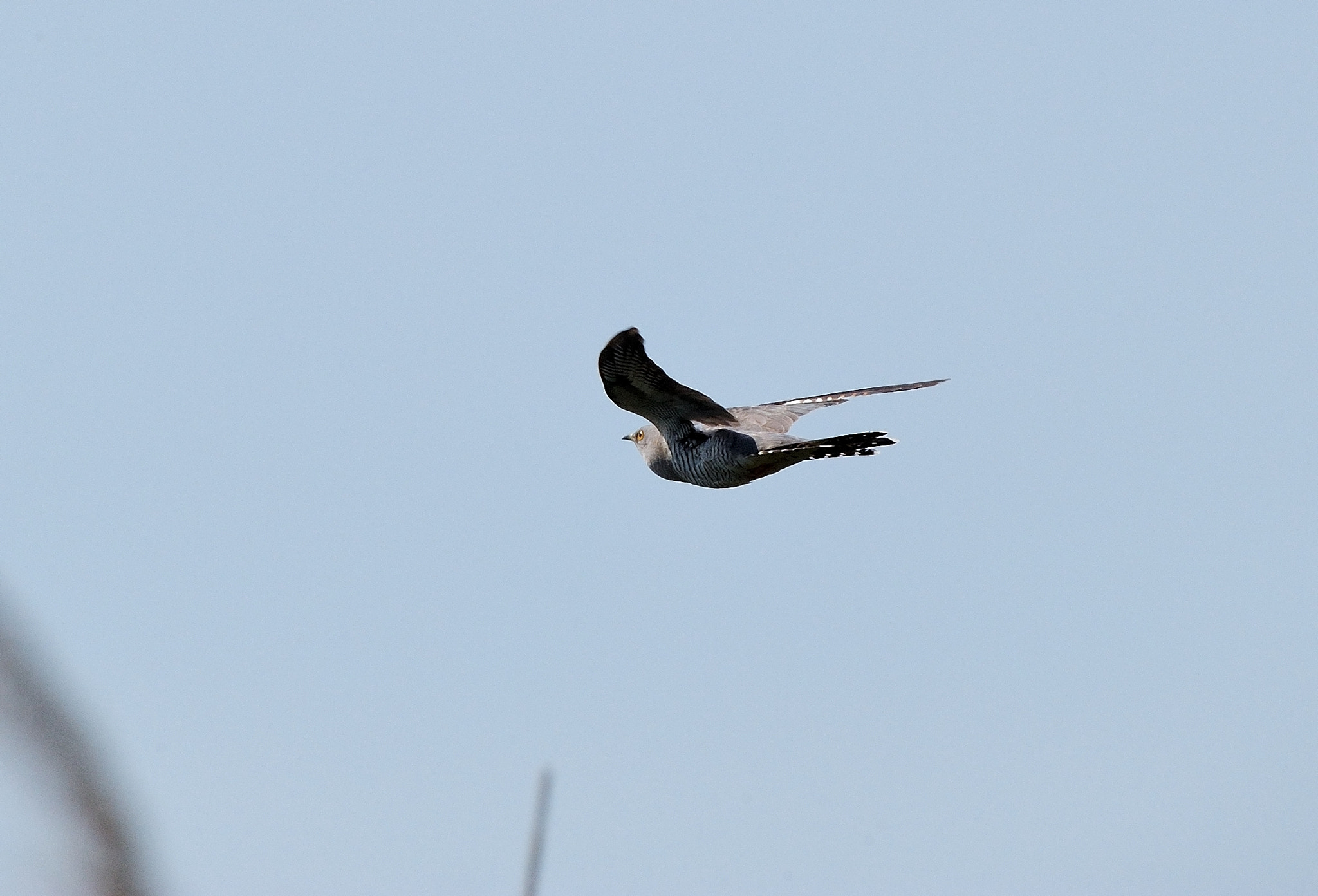 Sigma 50-500mm F4-6.3 EX APO RF HSM sample photo. Bird photography