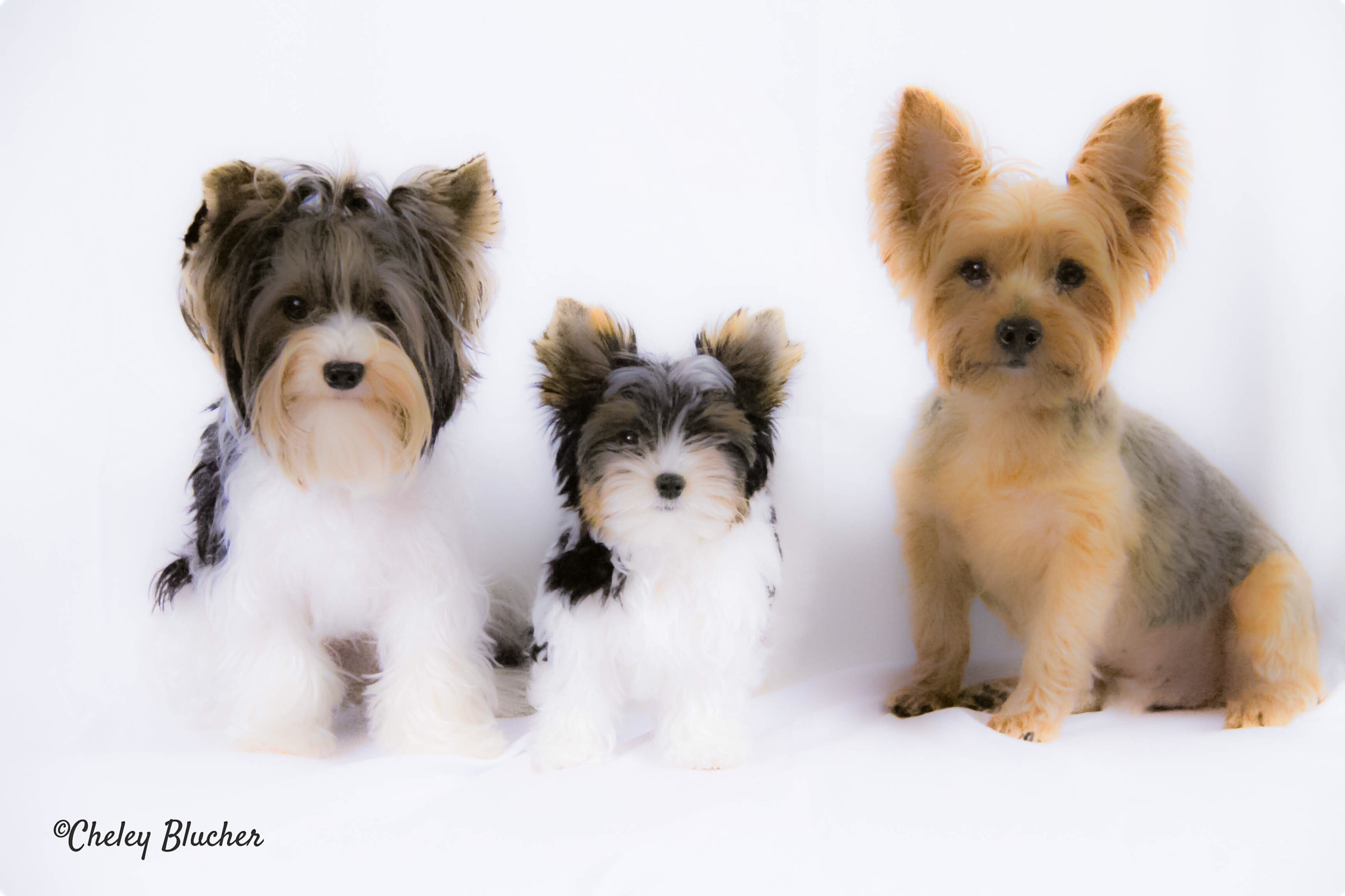Canon EOS 650D (EOS Rebel T4i / EOS Kiss X6i) + Canon EF-S 18-200mm F3.5-5.6 IS sample photo. The 3 yorkie amigos! photography