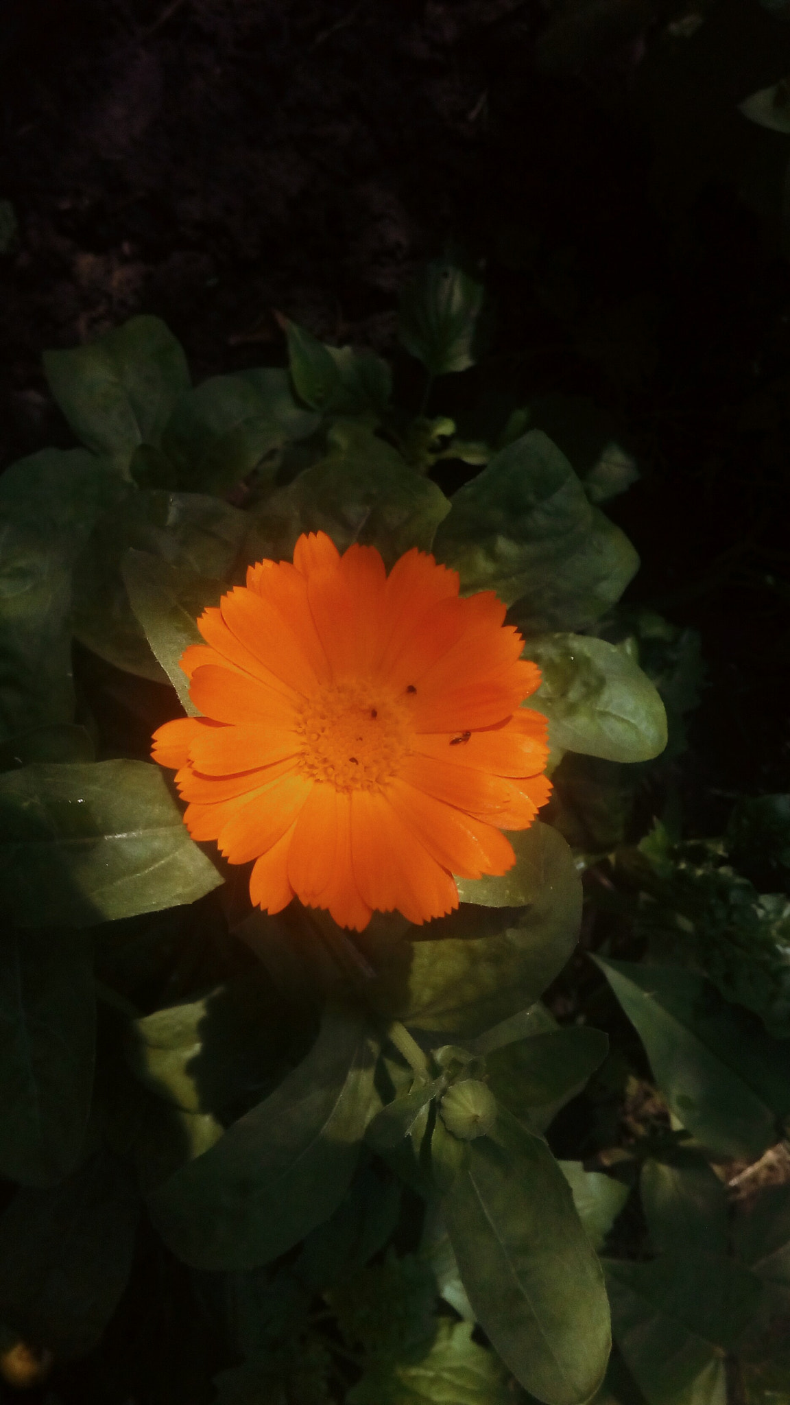 ASUS Zenfone Go (ASUS_Z00VD) sample photo. Flower photography