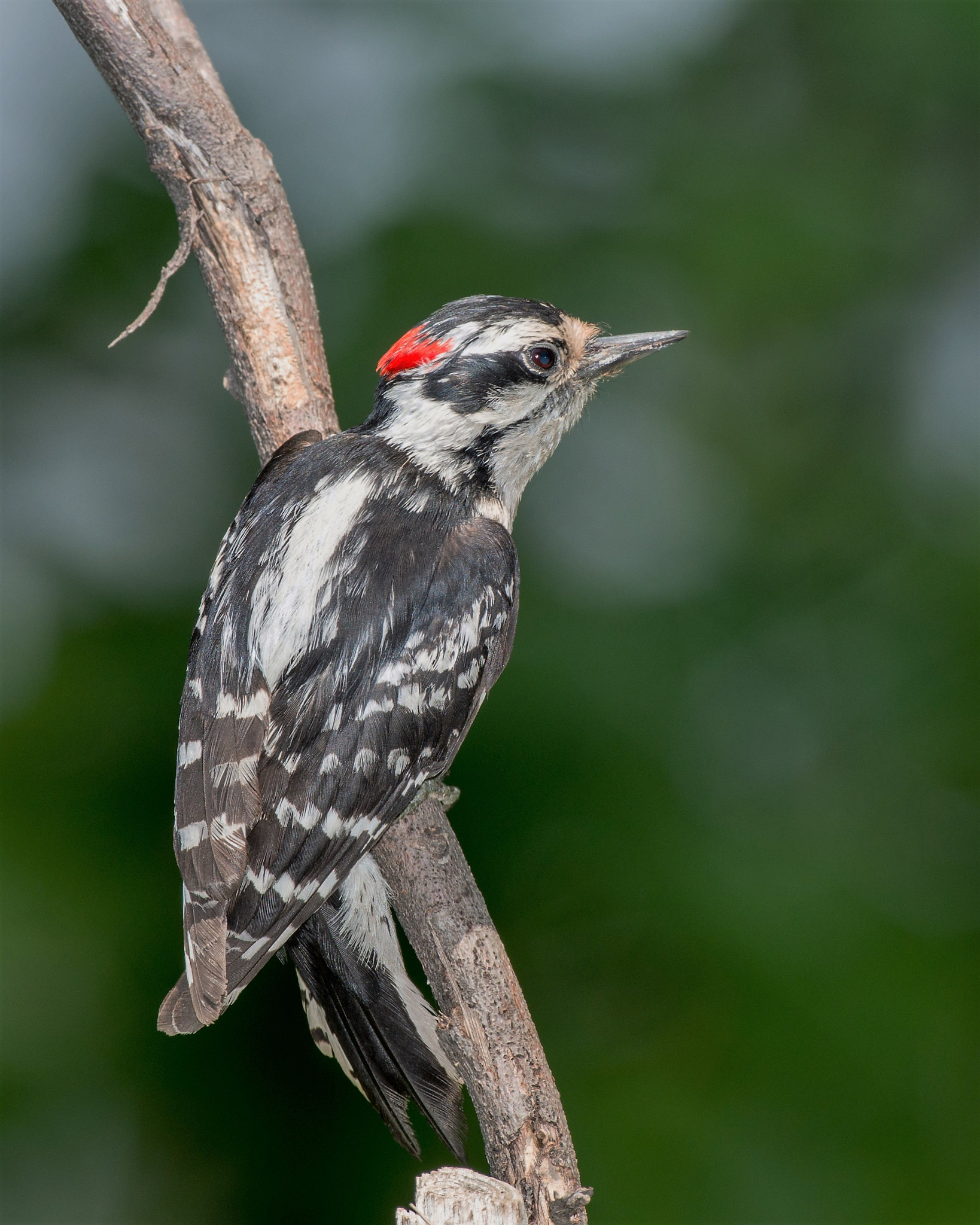 Nikon AF-S Nikkor 500mm F4D ED-IF II sample photo. Searching photography