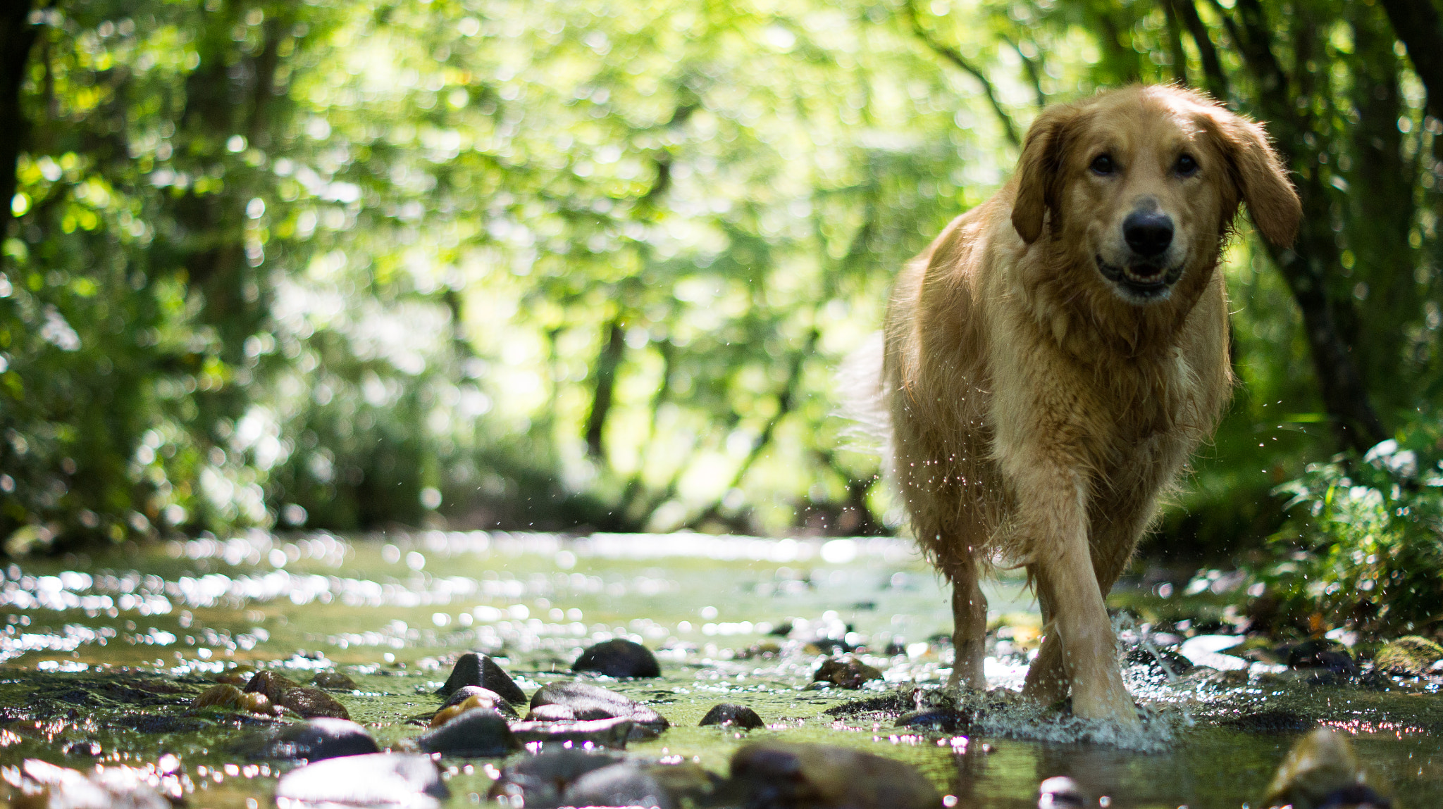 Sony SLT-A33 + Sony DT 50mm F1.8 SAM sample photo. Golden in creek photography