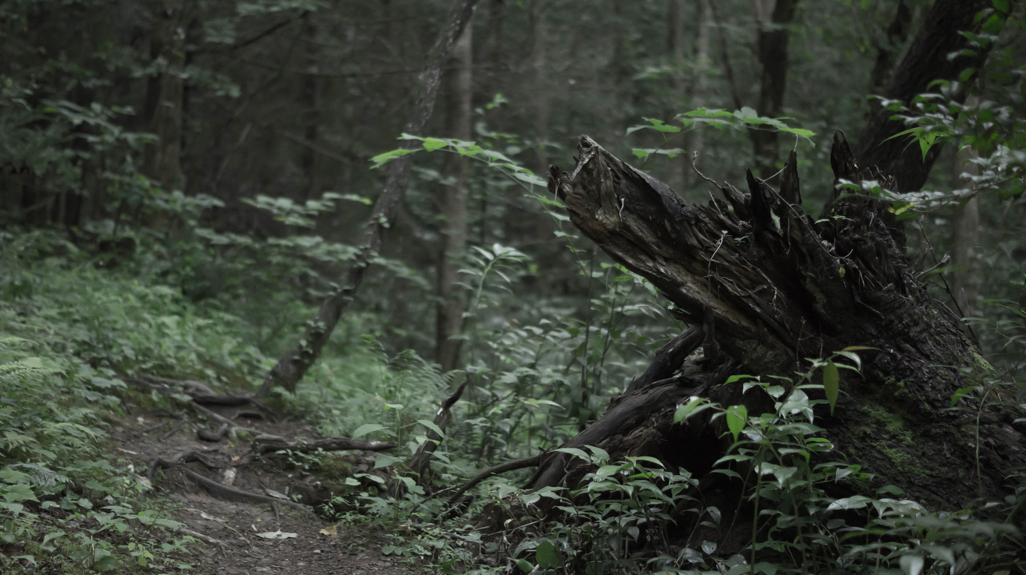 Sony SLT-A33 + Sony DT 50mm F1.8 SAM sample photo. Fallen woods photography