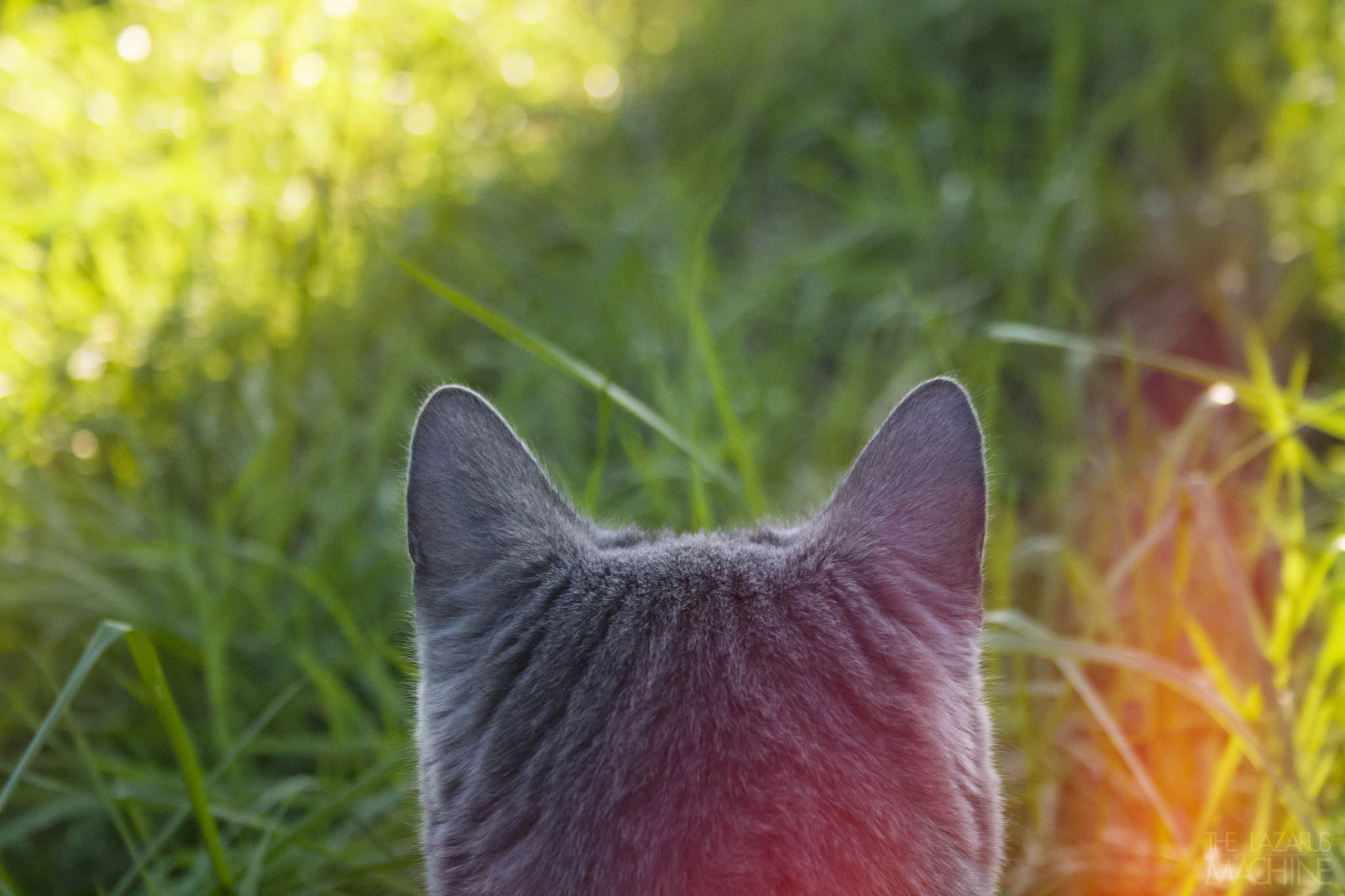 Canon EF-S 18-55mm F3.5-5.6 sample photo. Kitty cat photography