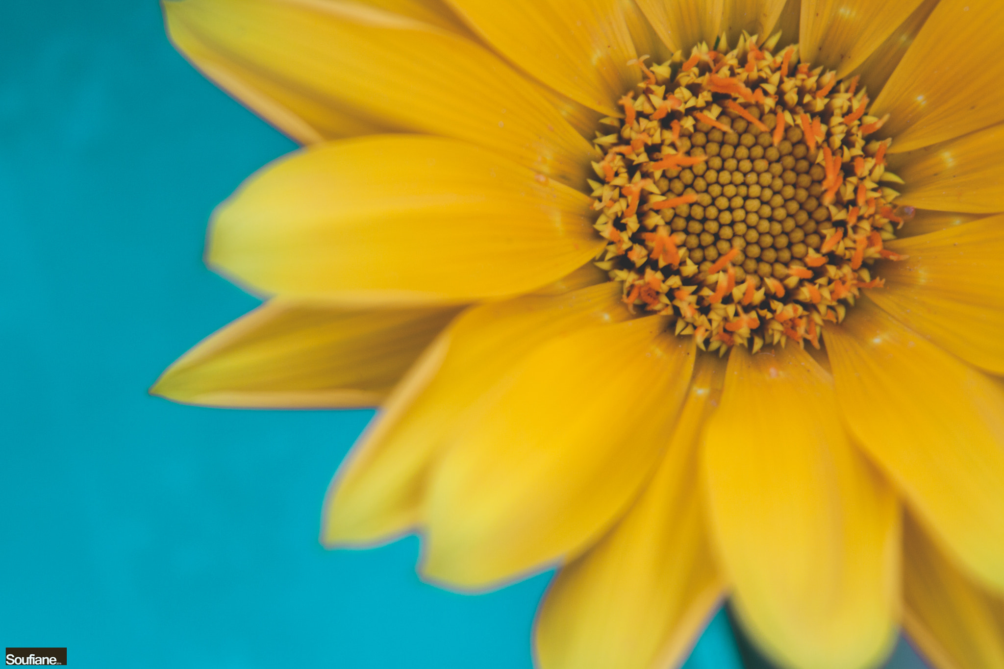 Canon EF 28-105mm f/3.5-4.5 USM sample photo. Blue & yellow photography
