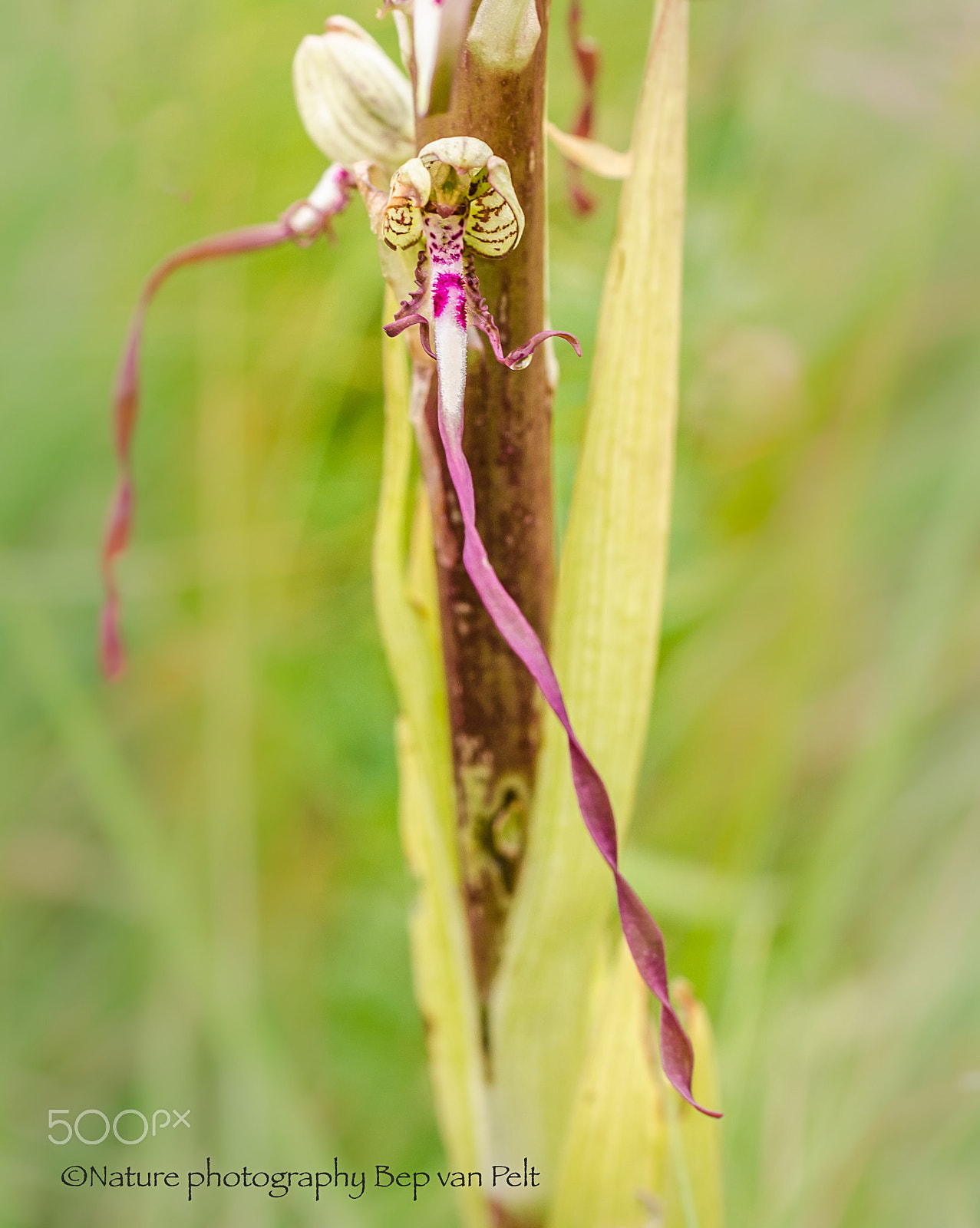 Nikon D7000 + Sigma 50mm F2.8 EX DG Macro sample photo. One flower of the lizard orchid photography