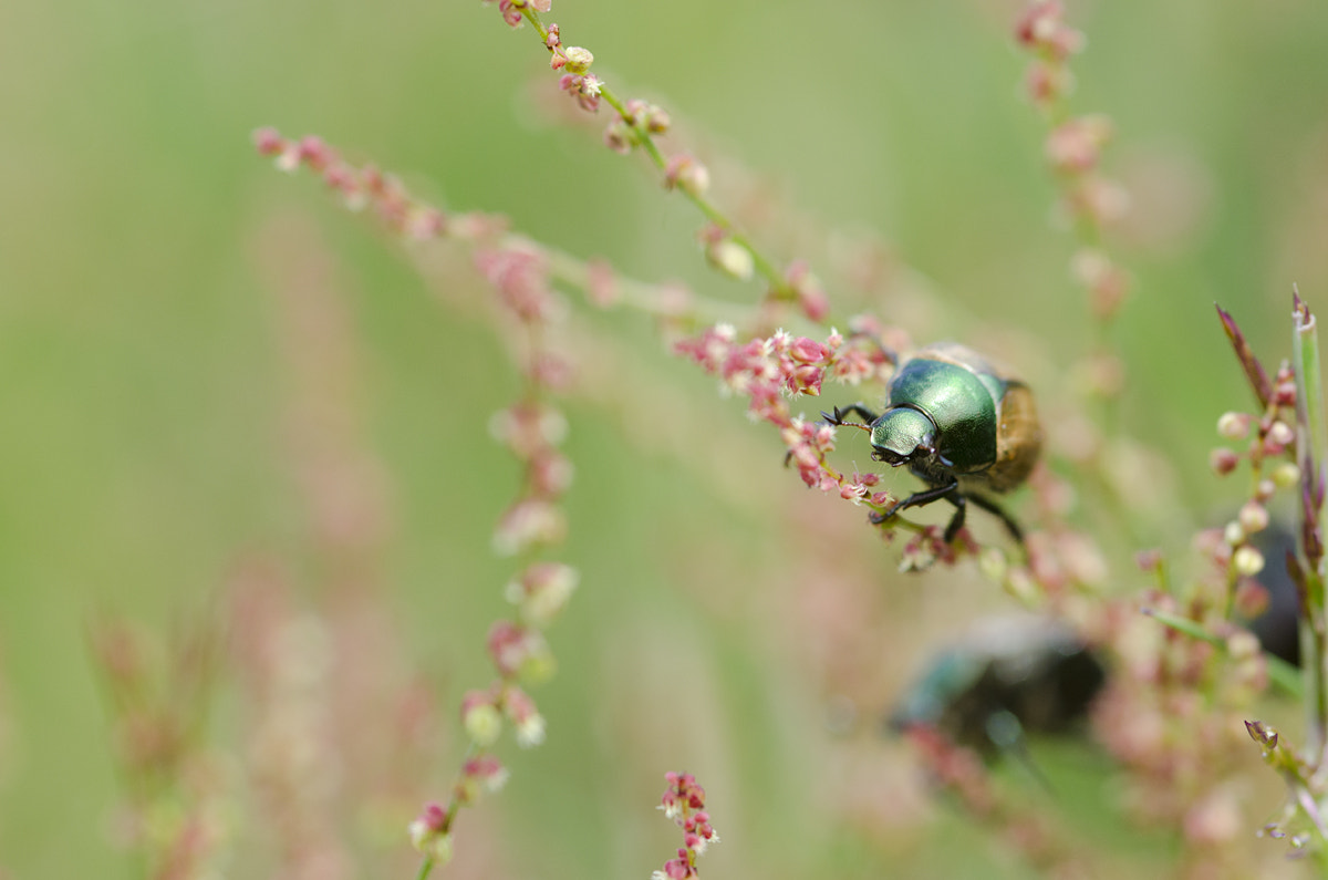 Nikon D7000 + Sigma 105mm F2.8 EX DG Macro sample photo. Beetle climbing photography