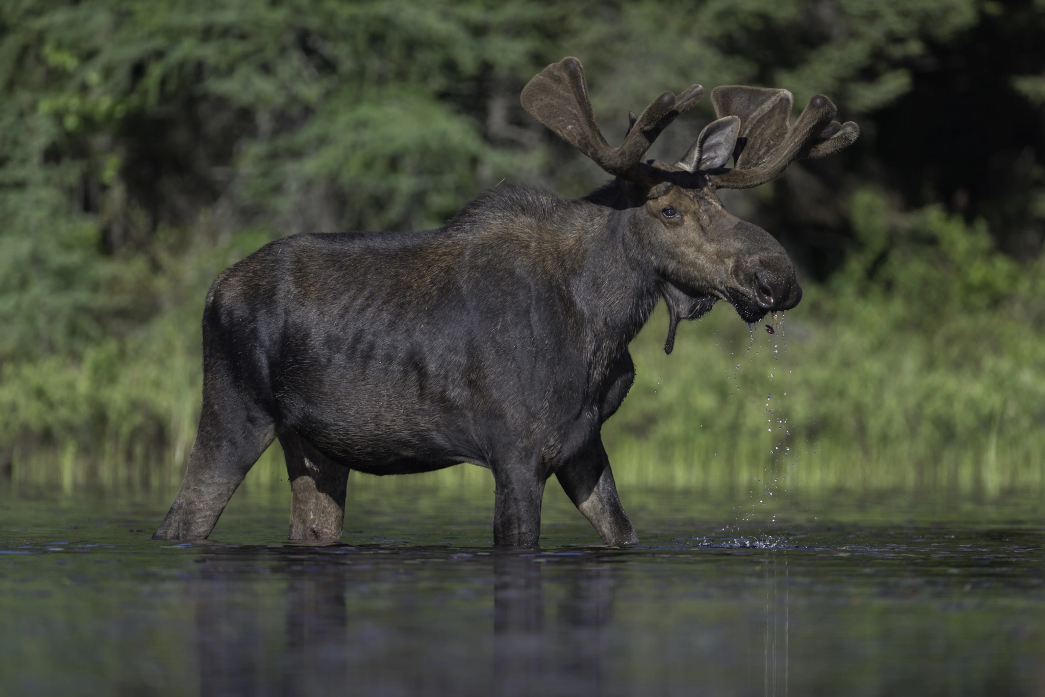 Nikon D800 + Nikon AF-S Nikkor 600mm F4G ED VR sample photo. Feeding moose... photography