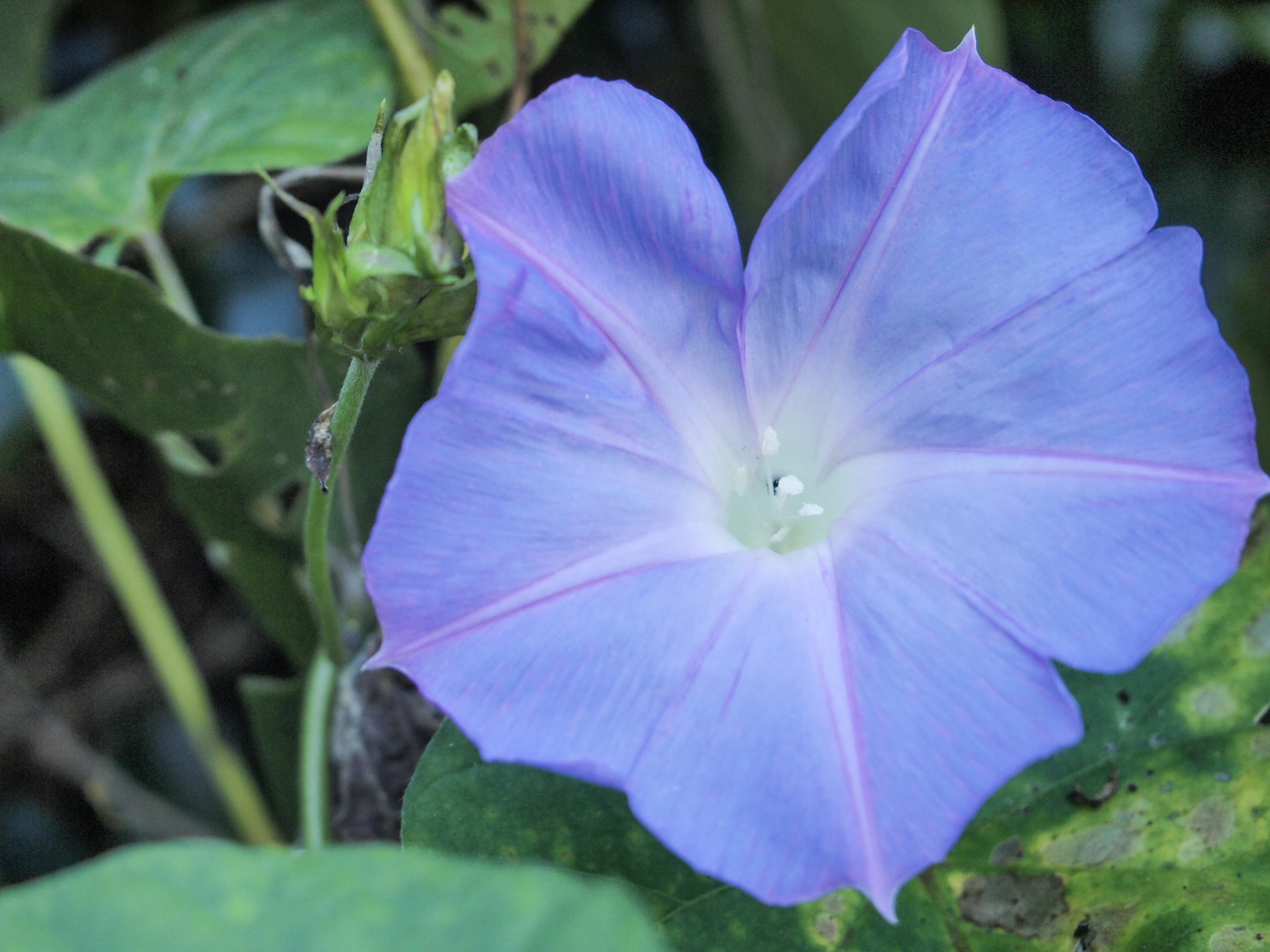 Olympus PEN E-PL2 sample photo. Flower photography