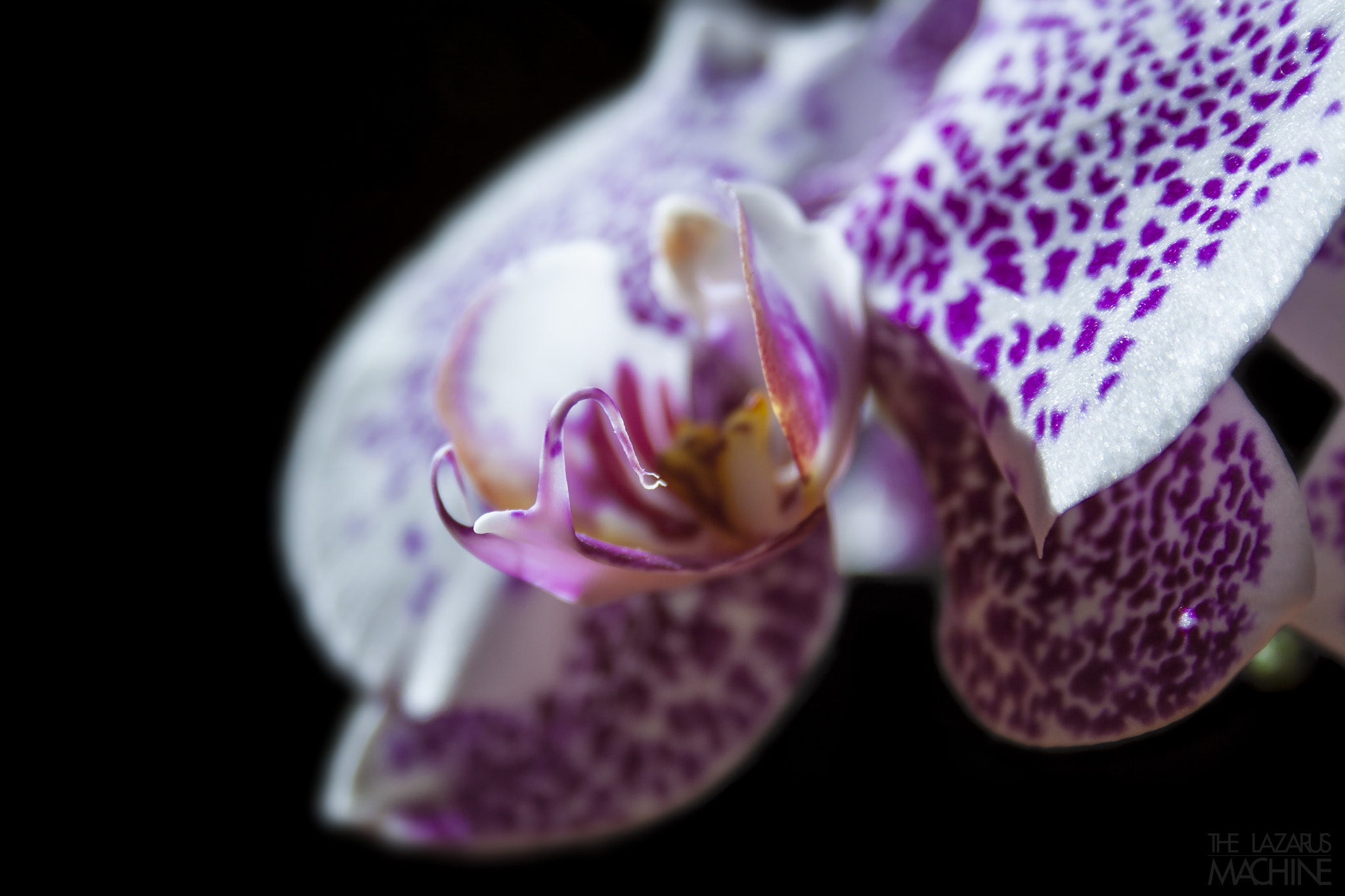 Canon EF-S 18-55mm F3.5-5.6 sample photo. Orchid close up photography