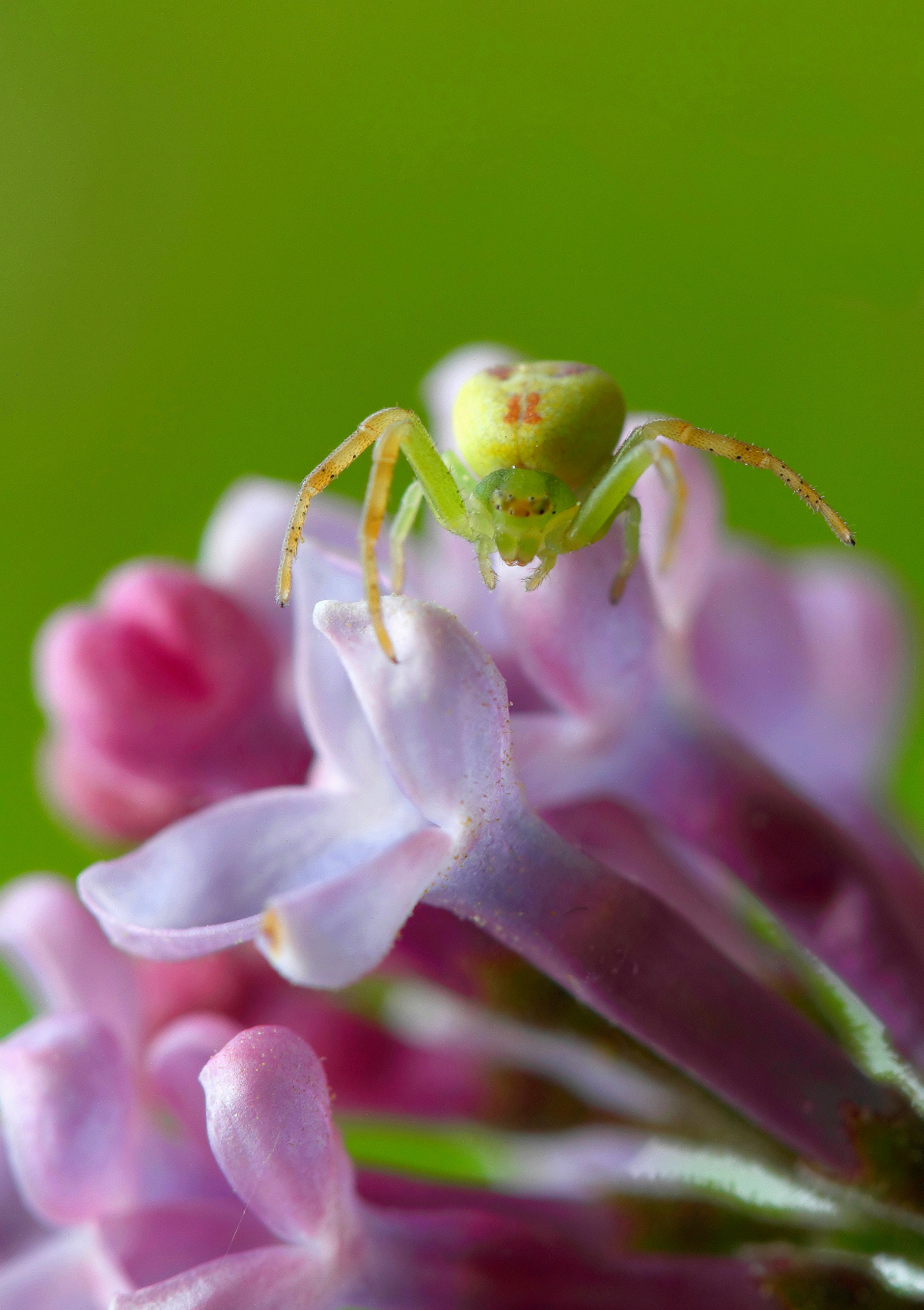 Canon EF 100mm F2.8 Macro USM sample photo. Spider and flowers..... photography
