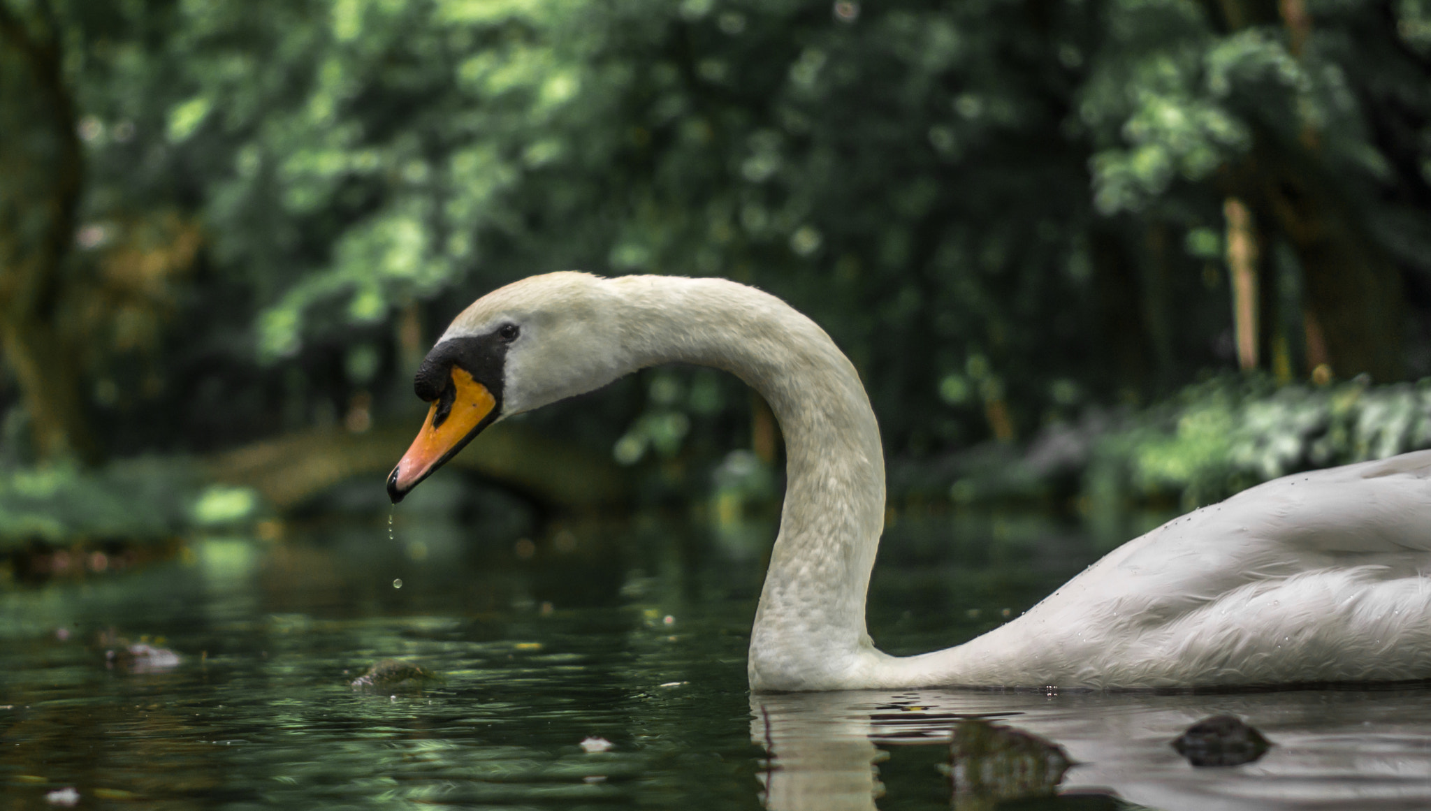 Sony Alpha NEX-5 + Sony E 35mm F1.8 OSS sample photo. Swan - castle park photography