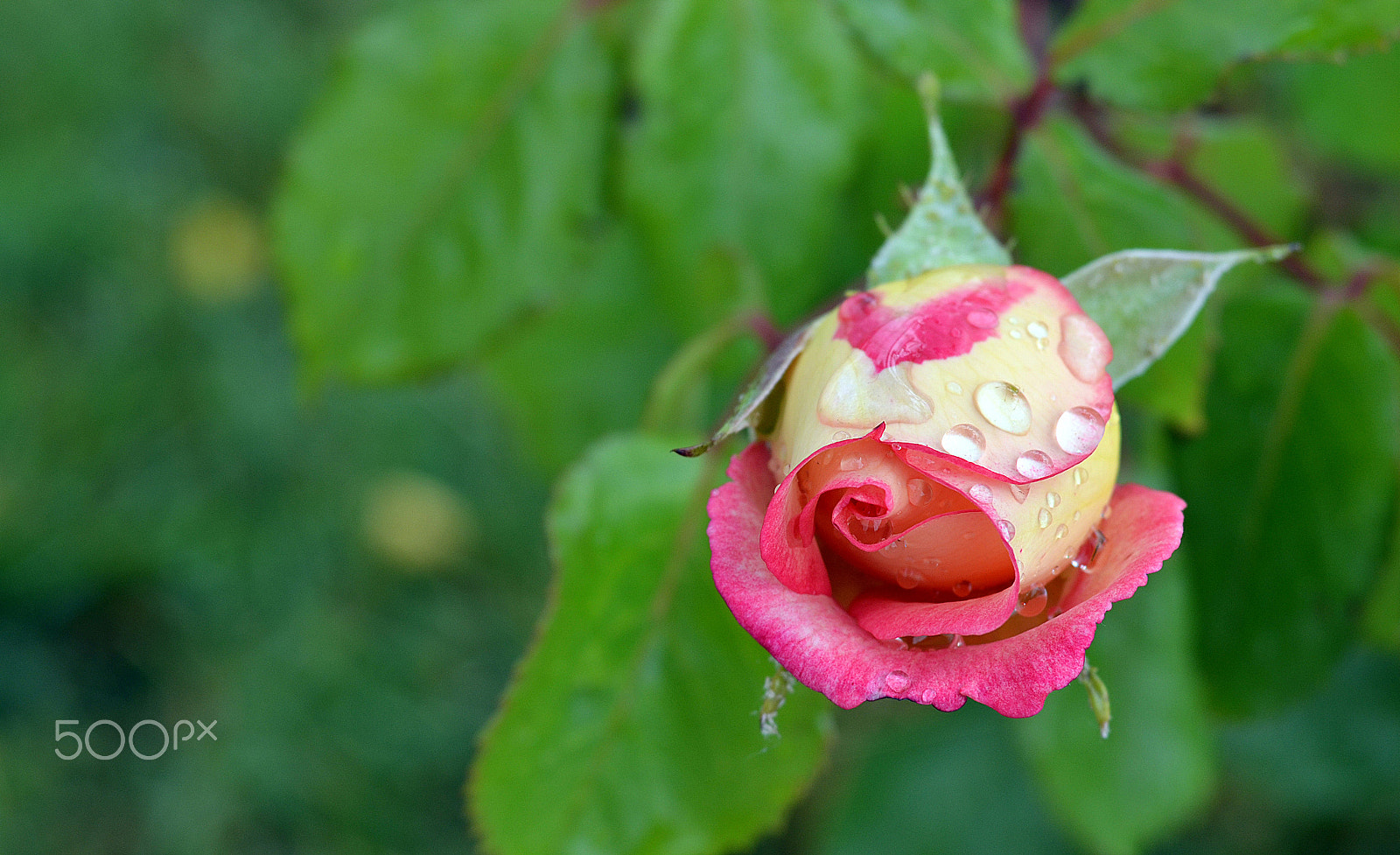 AF Zoom-Nikkor 35-70mm f/3.3-4.5 sample photo. Rose *** photography