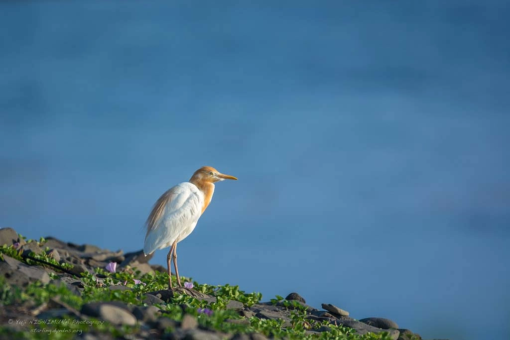 Nikon D7100 + Nikon AF-S Nikkor 500mm F4G ED VR sample photo. Cattle egret photography