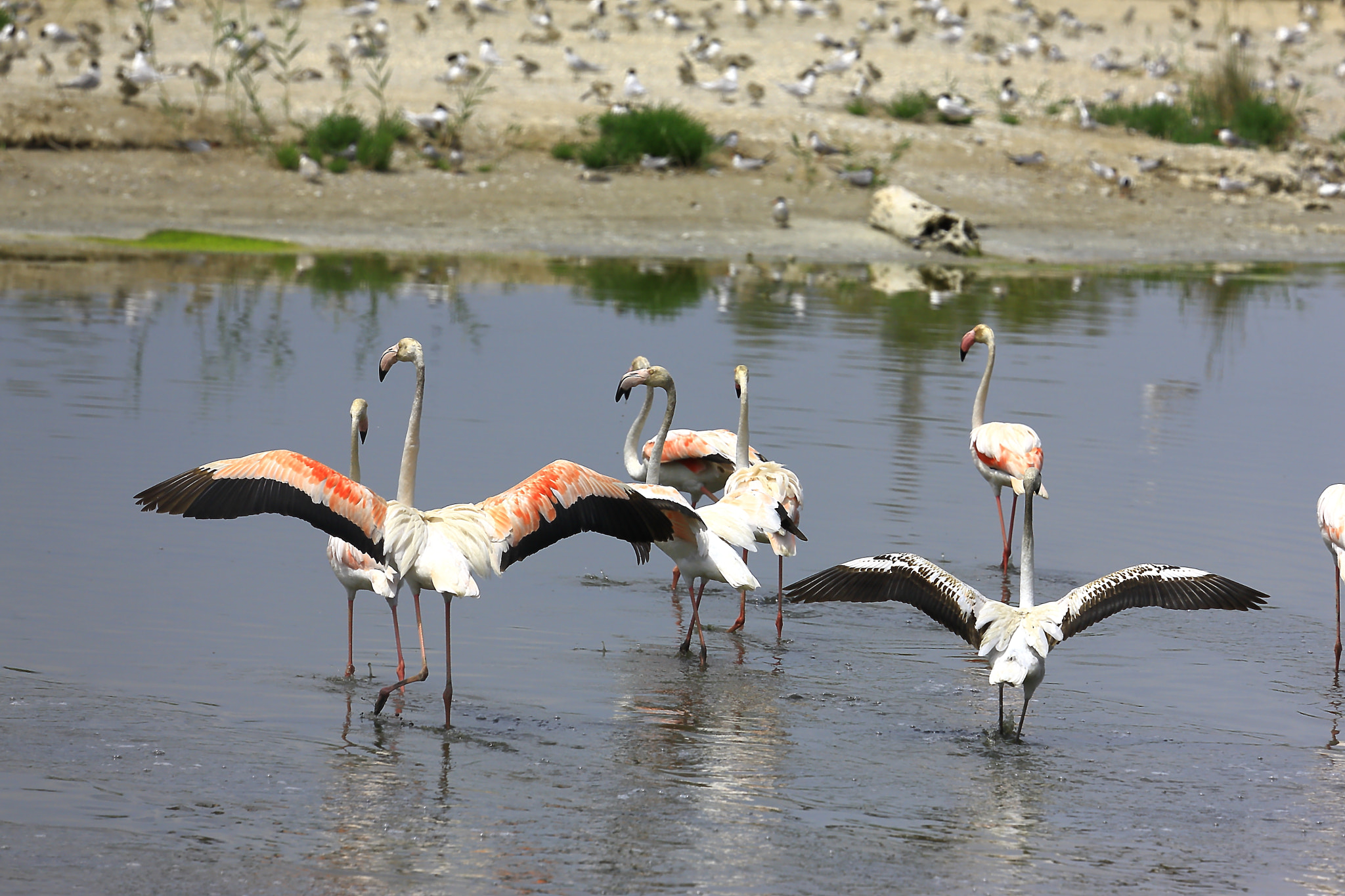 Canon EF 70-200mm F4L IS USM sample photo. Flamencos photography