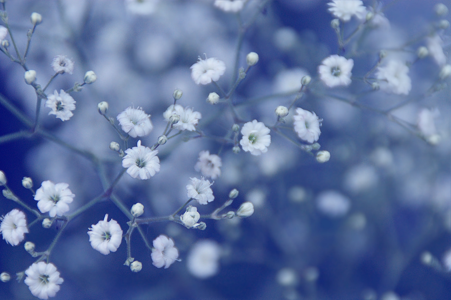 Sony Alpha DSLR-A290 sample photo. T i n y photography