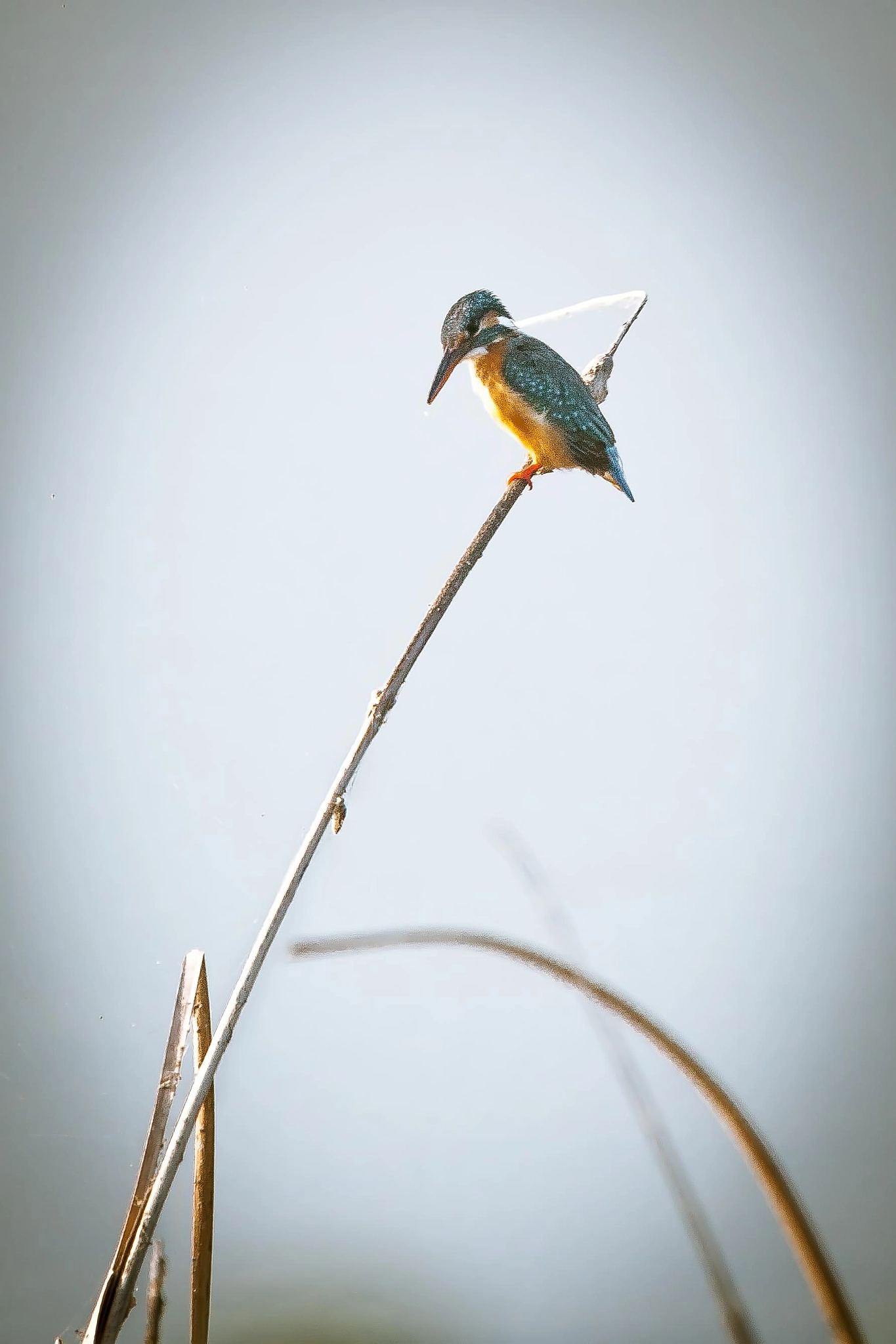 Canon EOS-1D Mark III sample photo. Lonely at the top photography