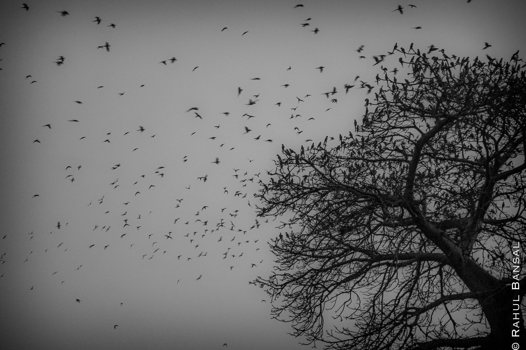 Sony 70-300mm F4.5-5.6 G SSM sample photo. The beauty of this shot is the absence of clarity  ... photography