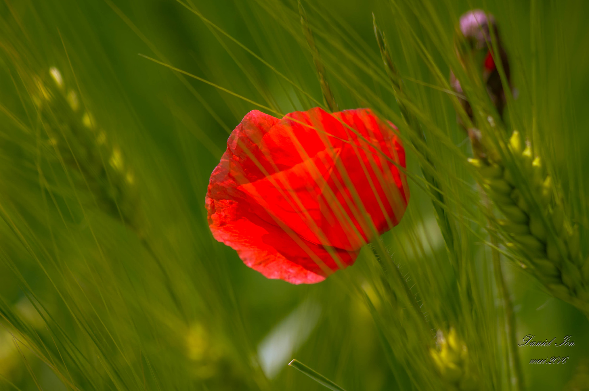 smc PENTAX-FA 80-320mm F4.5-5.6 sample photo. Flower photography