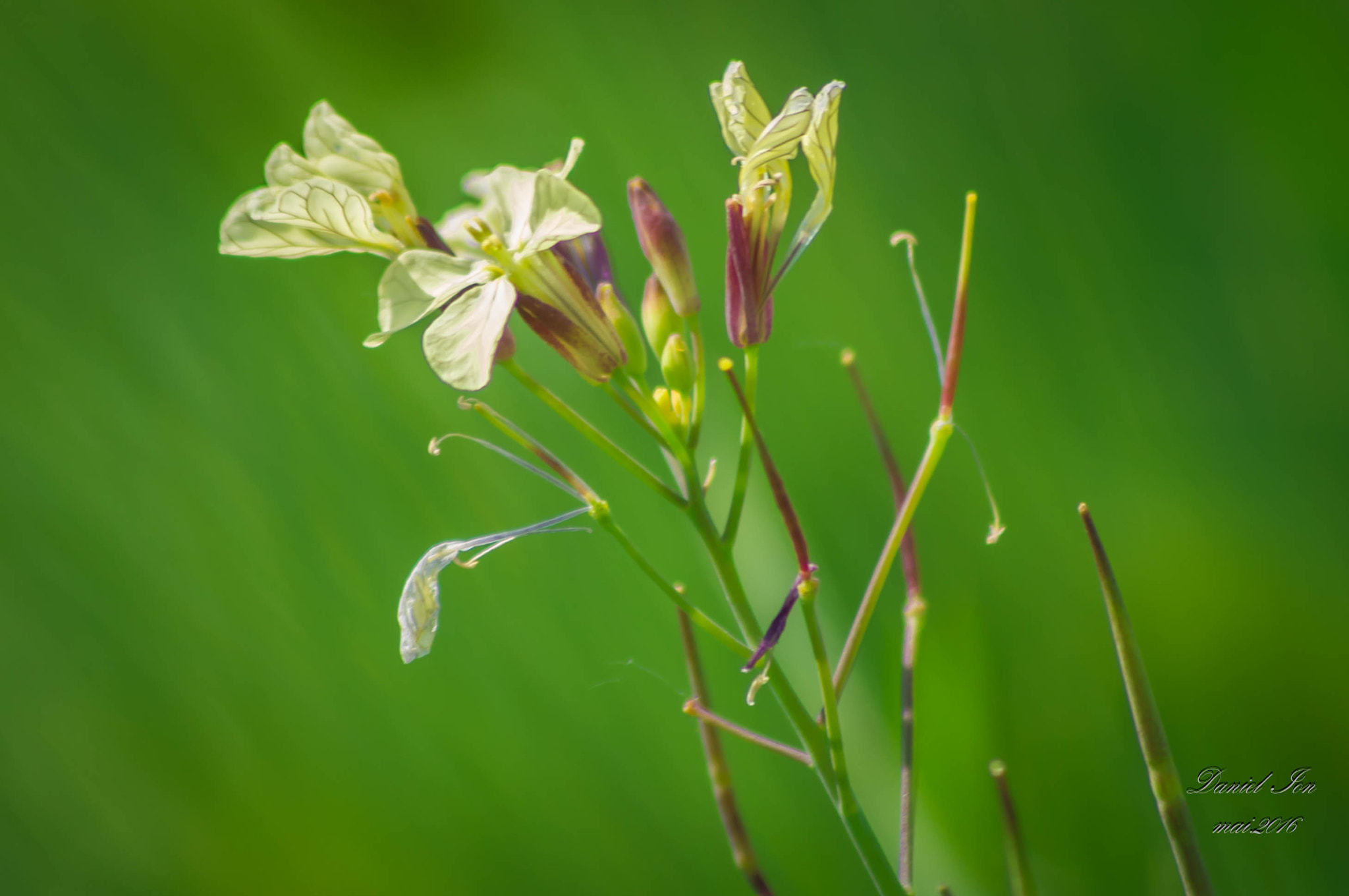 smc PENTAX-FA 80-320mm F4.5-5.6 sample photo. Flower photography