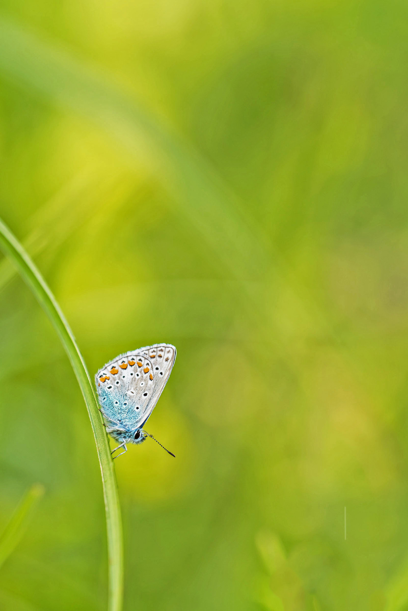 Sigma 150mm F2.8 EX DG OS Macro HSM sample photo. Dainty photography